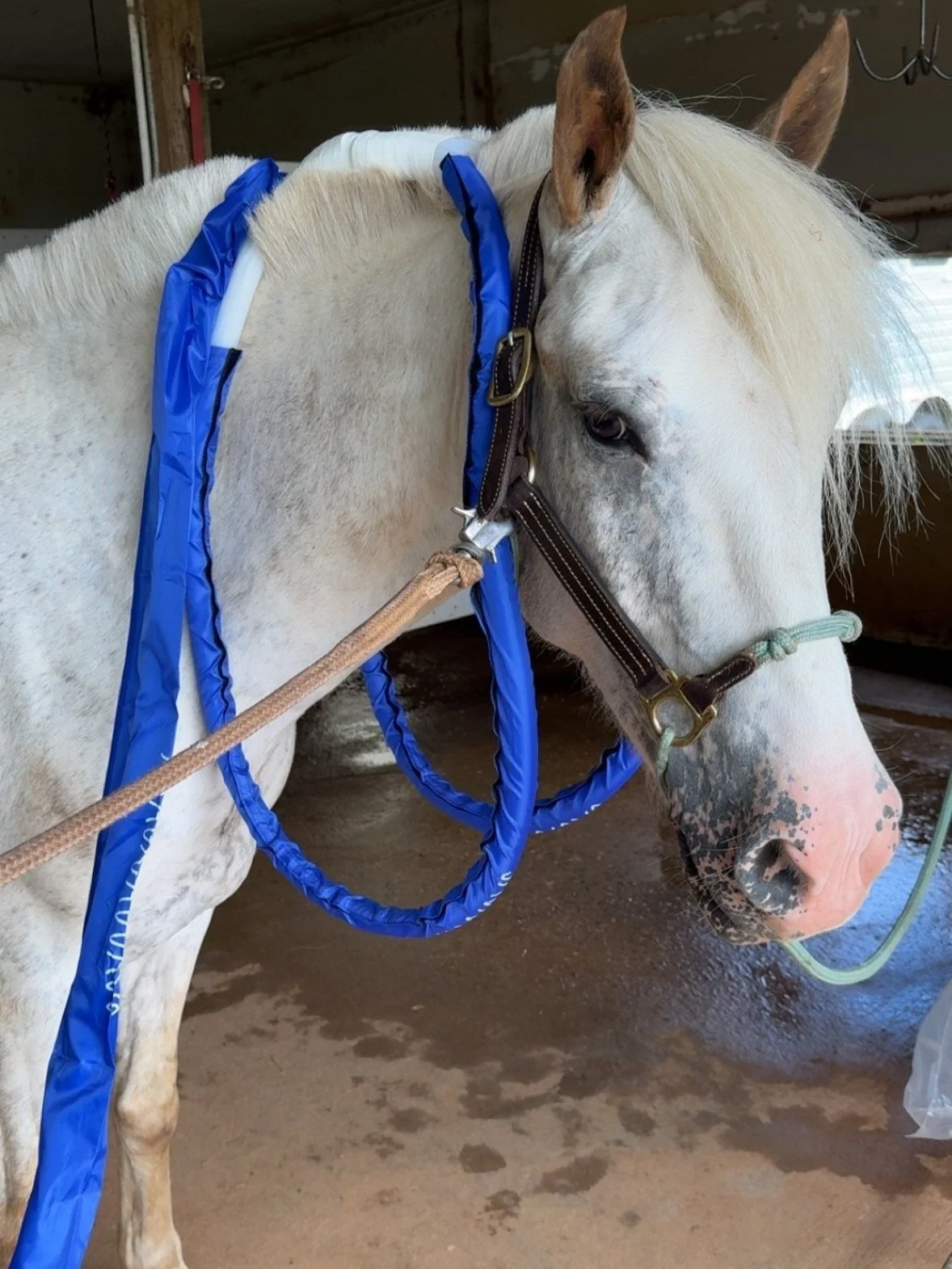 A white horse with a blonde mane standing in a stable, wearing a blue blanket on its back and a halter around its head.
