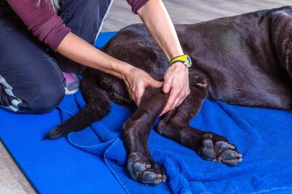 Improve Your Dog’s Torn Ligament With MagnaWave