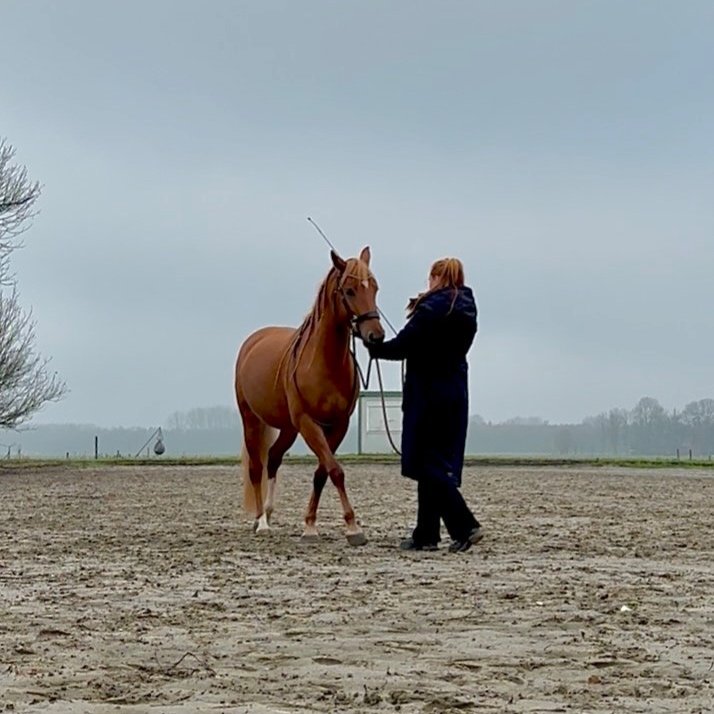 A woman in a black coat standing on a dirt track, leading a chestnut horse with a bridle, near a field with trees on a cloudy day.