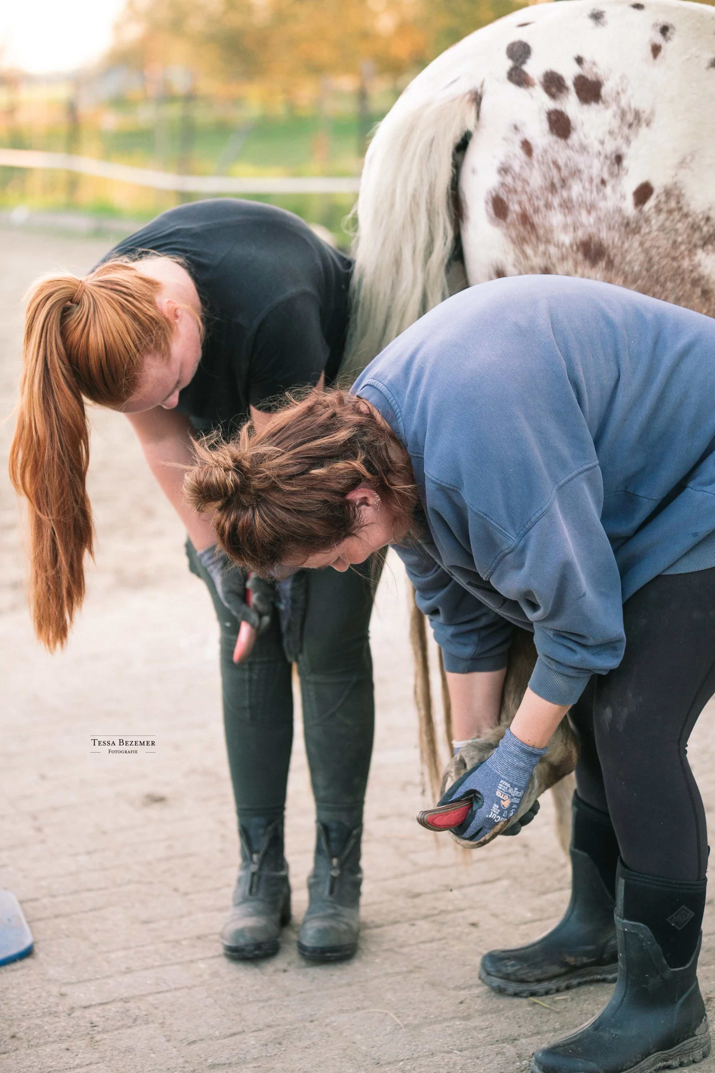 Two women working together to care for a horse, one holding a hoof, outdoors on a farm or paddock.