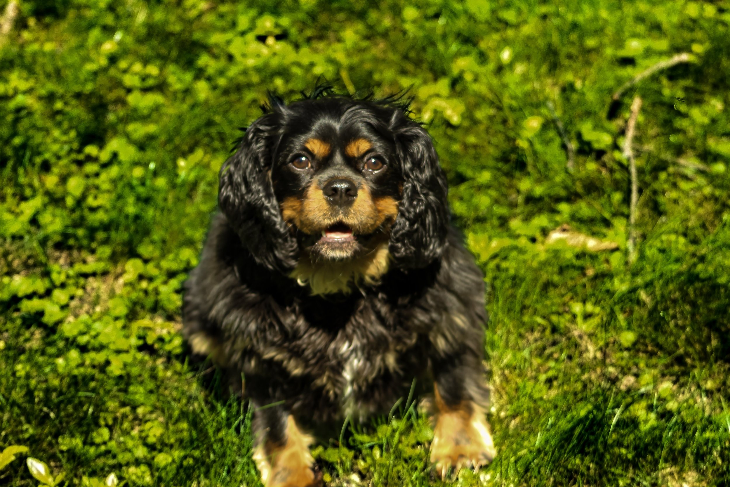 Bucky Smile in grass.jpg