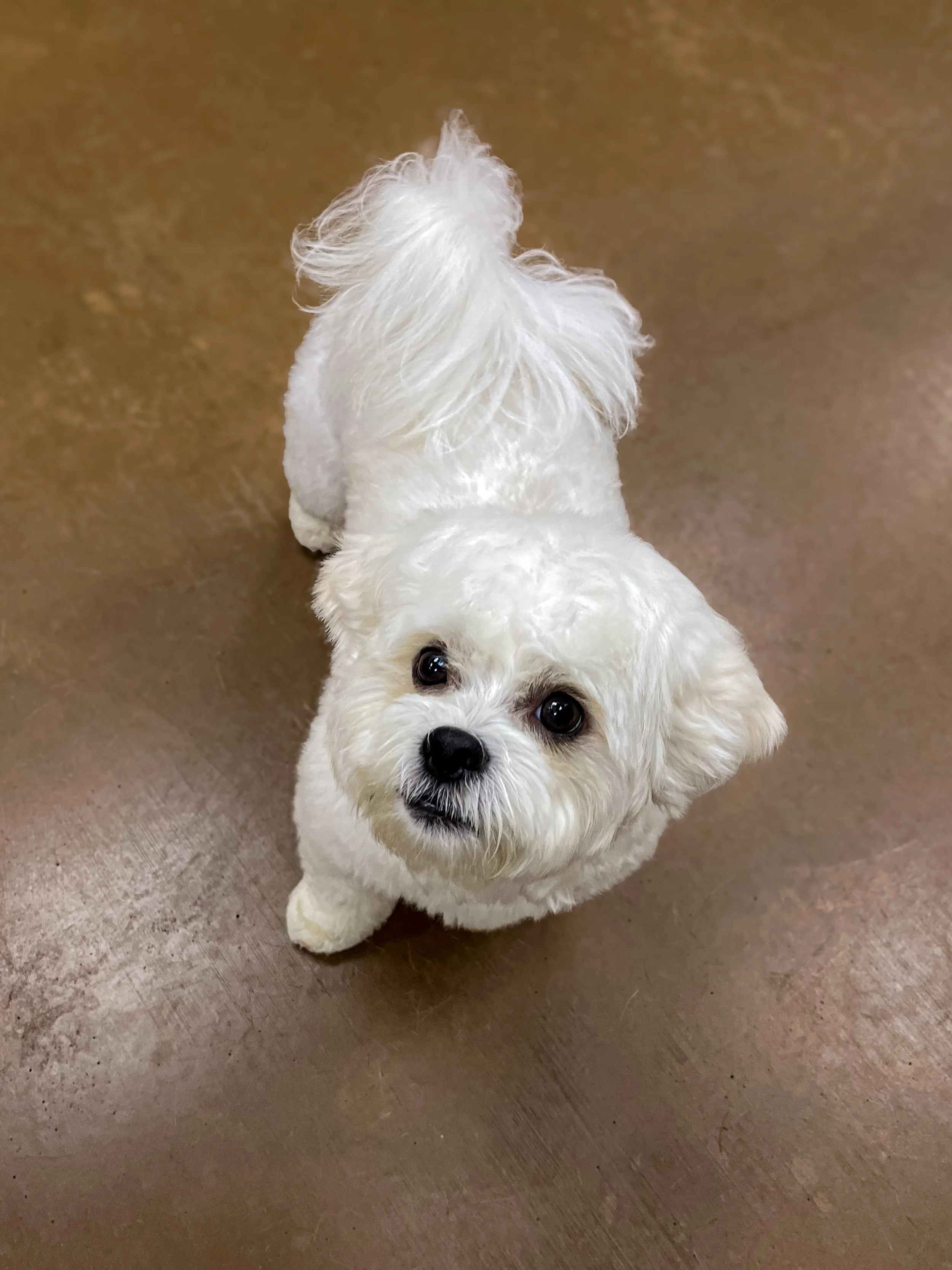 Pet Comfort Grooming Services