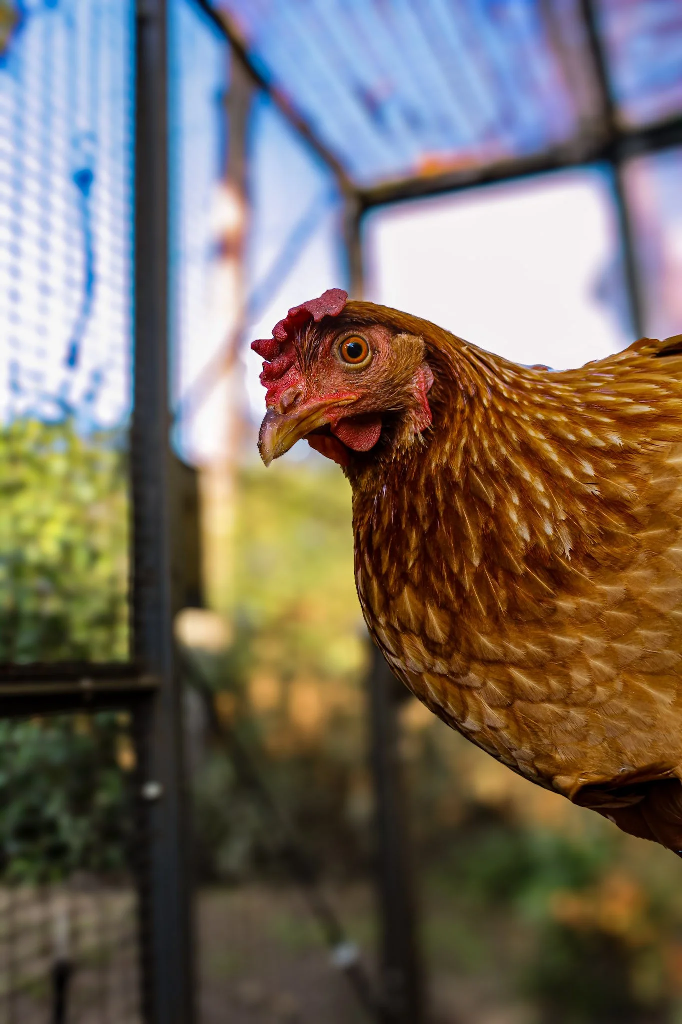 Chicken_03.jpg