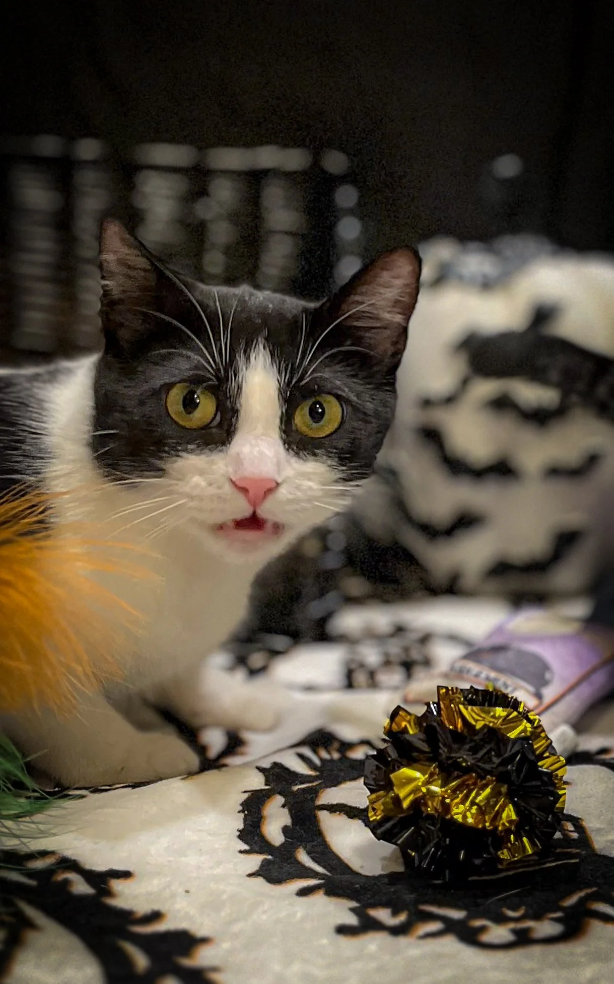 Cat_Halloween-01.jpg