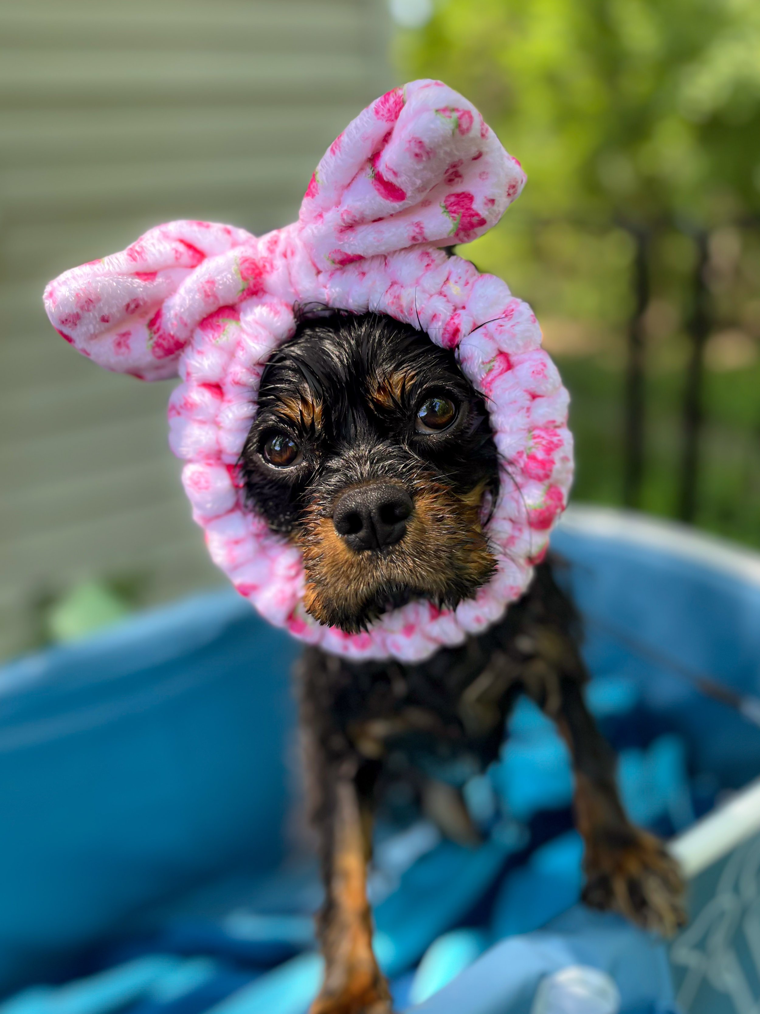 Pet Bath & Brush Service