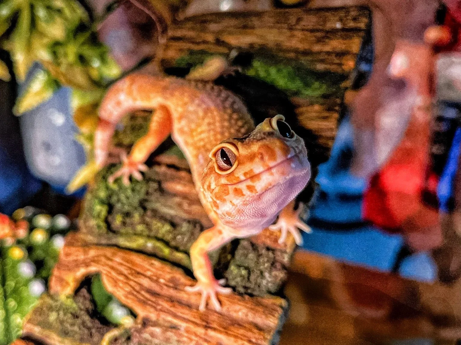 Lizards