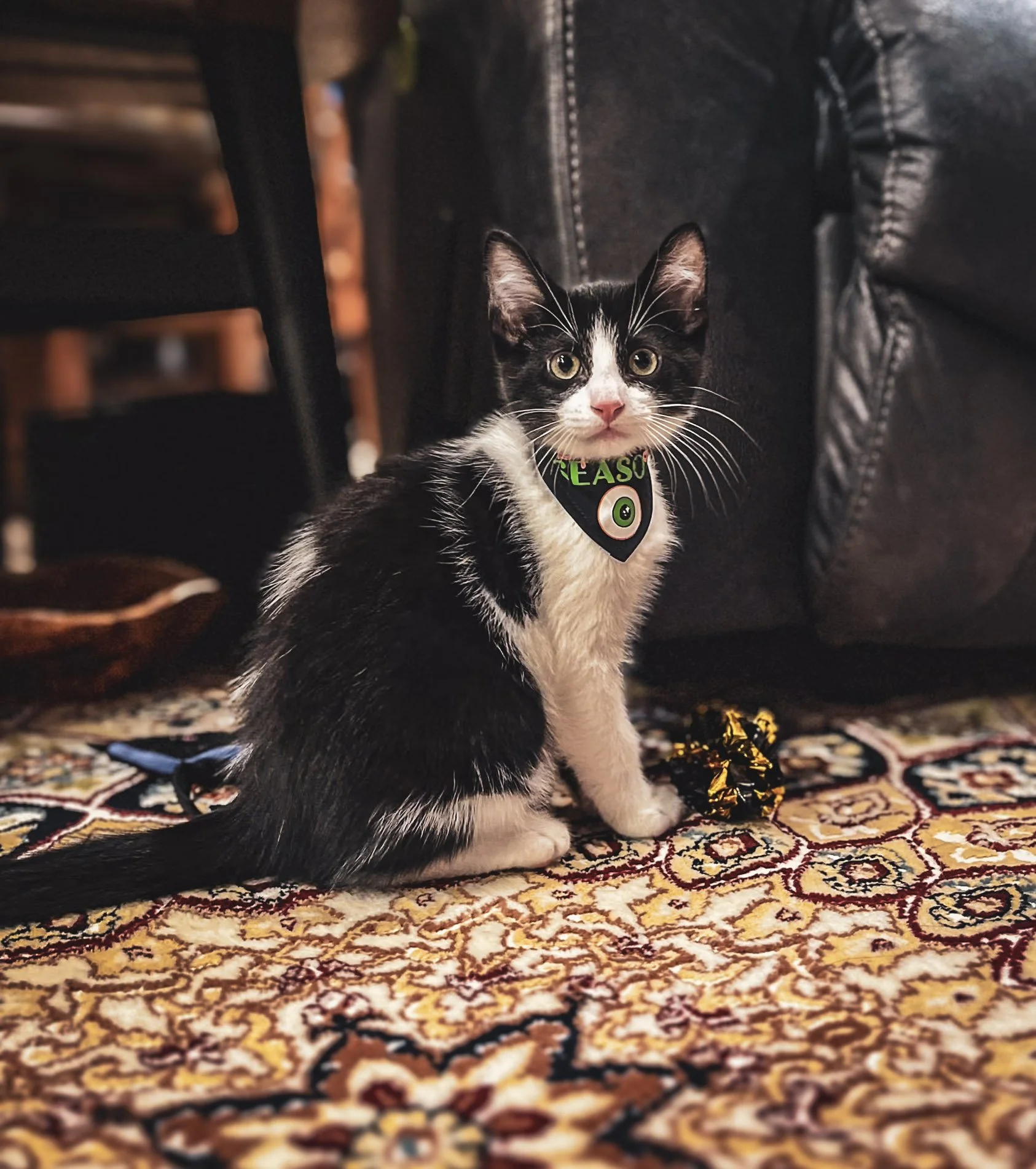 Cat_Halloween-03.jpg