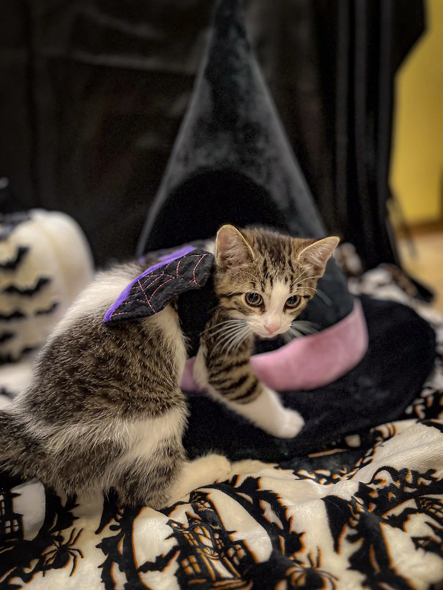 Cat_Halloween-02.jpg