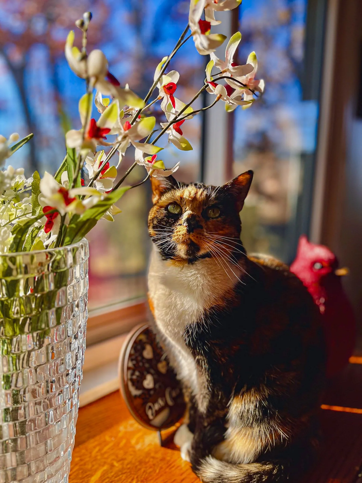 Cat_02.jpg