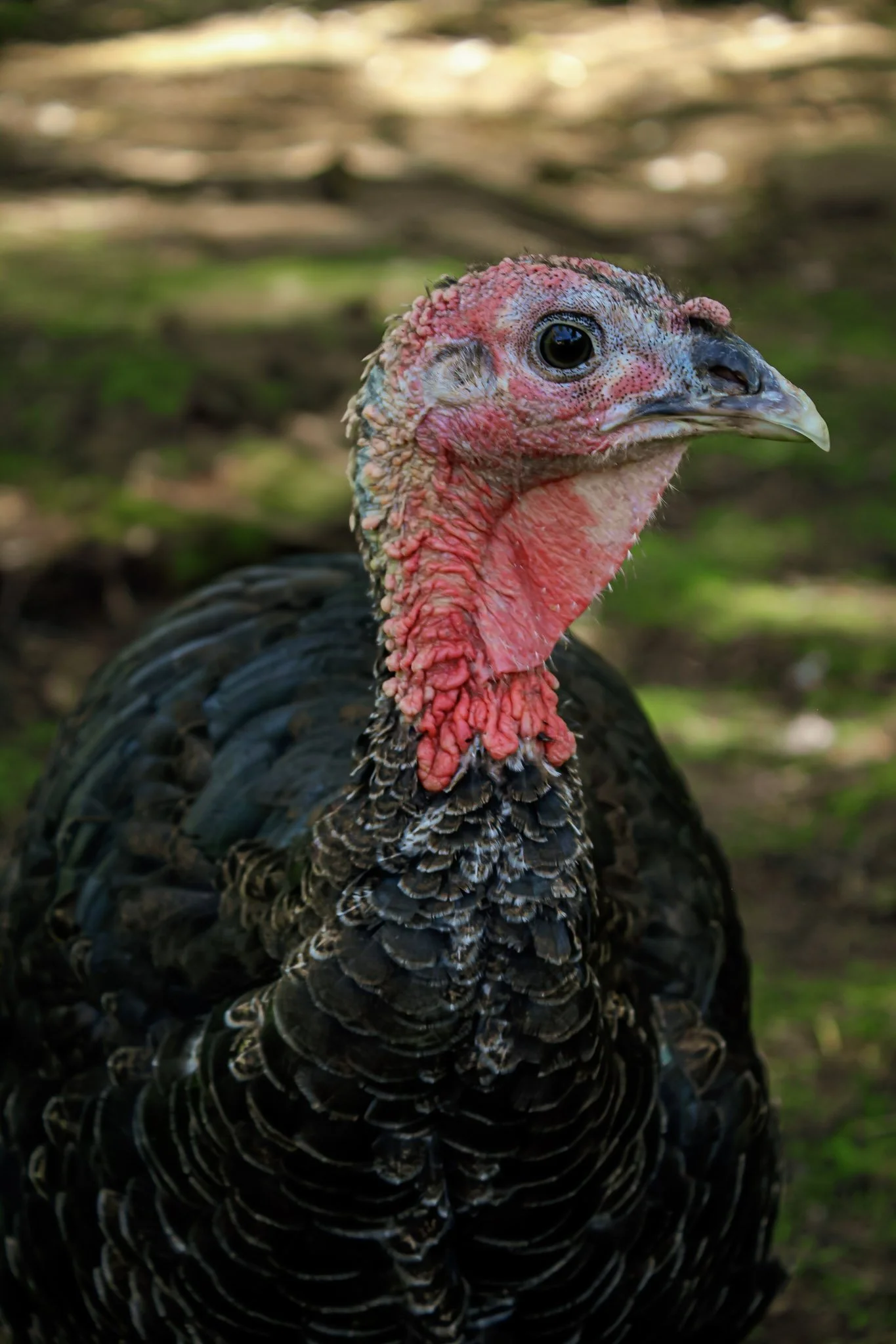 Turkey_01.jpg