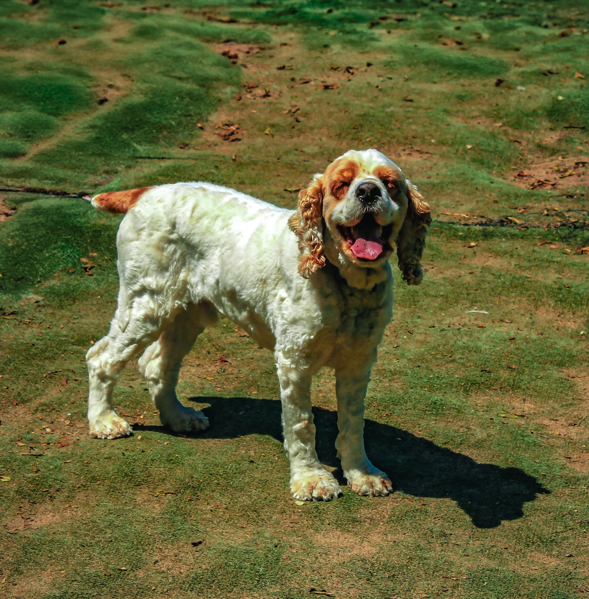 Dog_03.jpg