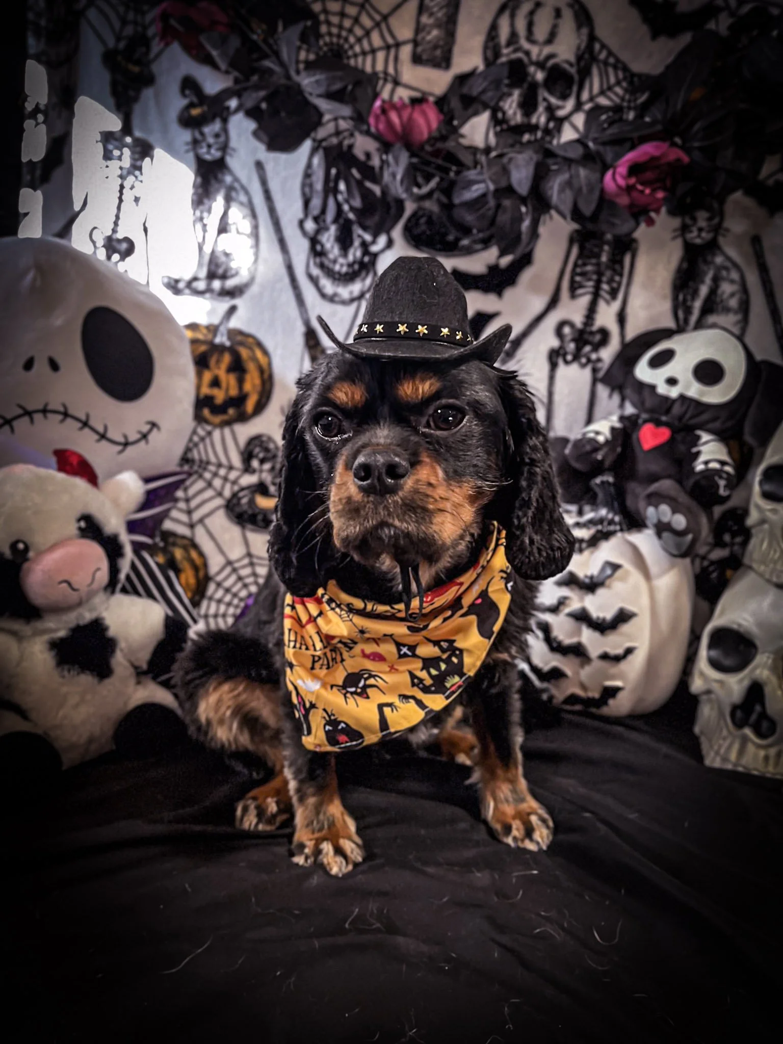 Bucky_Halloween_01.jpg