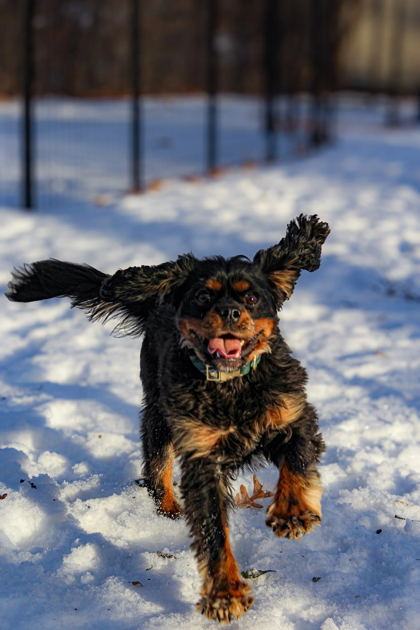 Bucky_Running.jpg