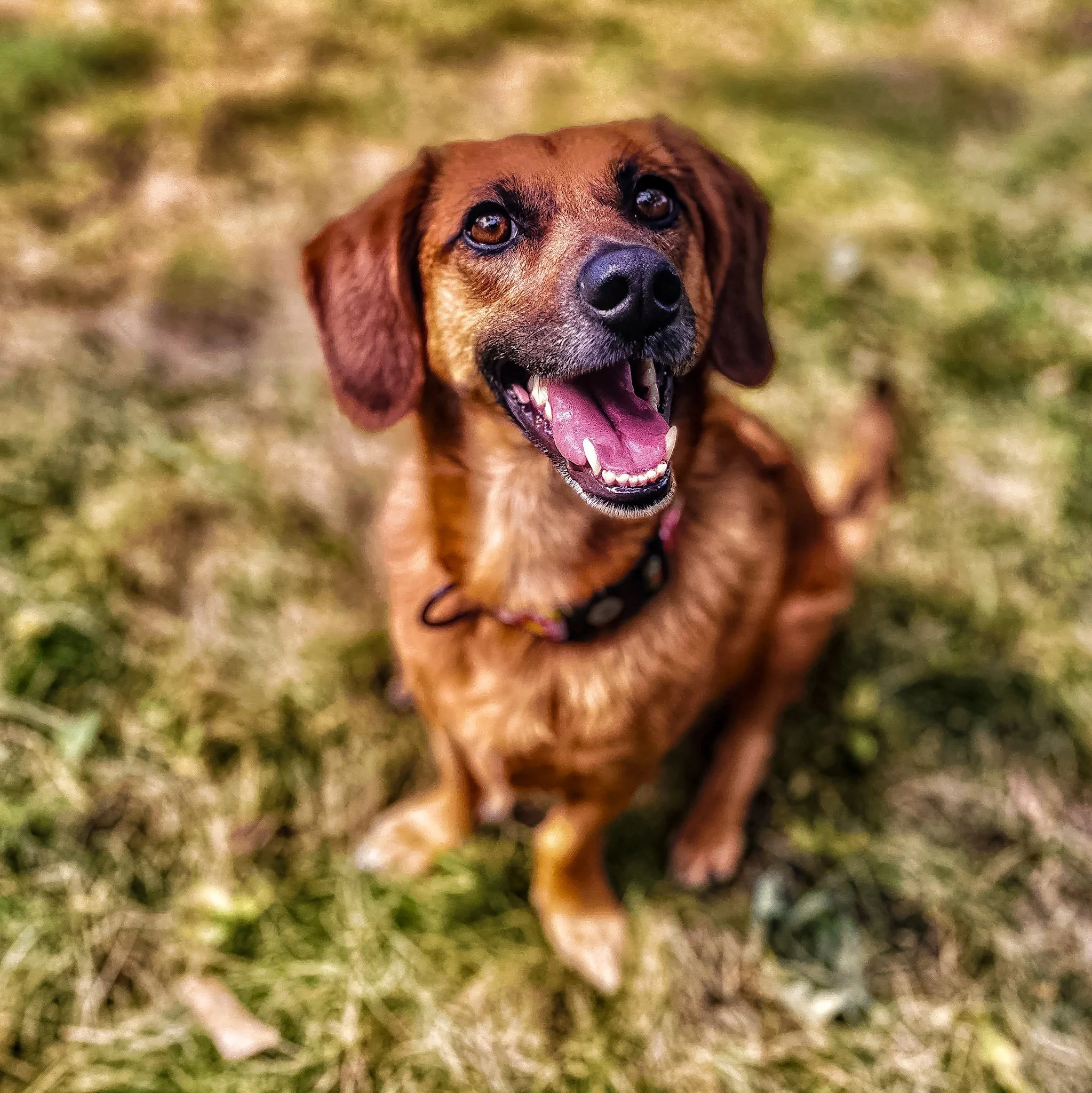 Scooby_02.jpg
