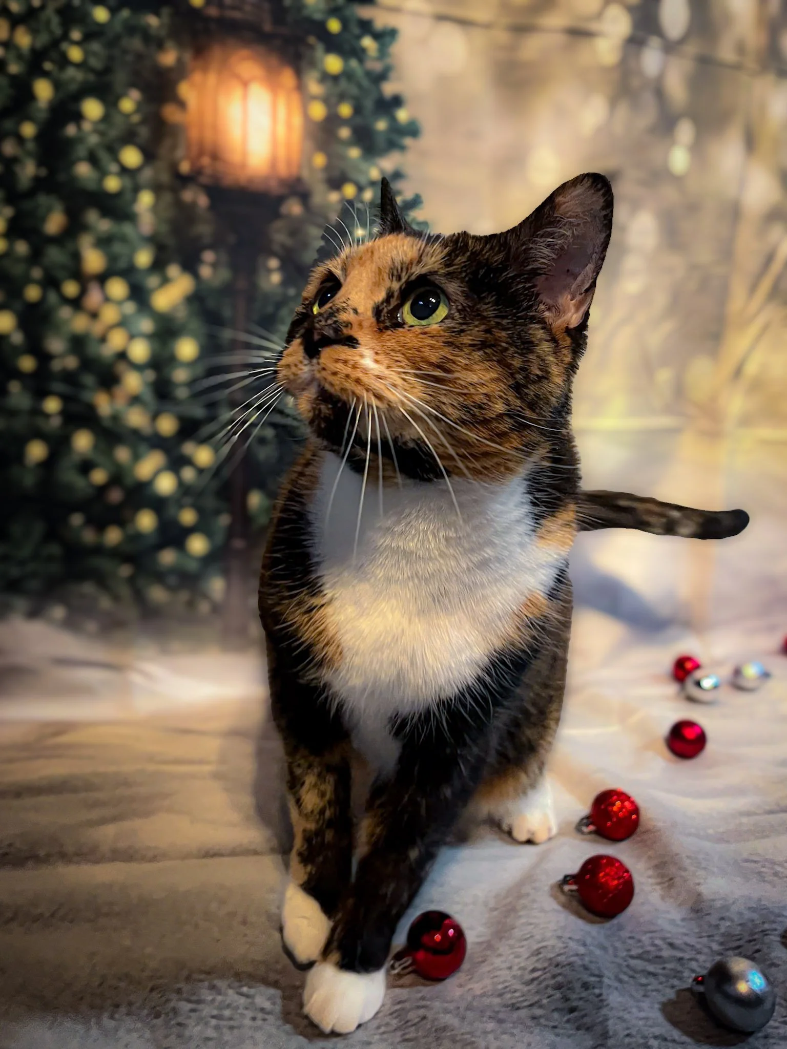 Molly_Christmas.jpg