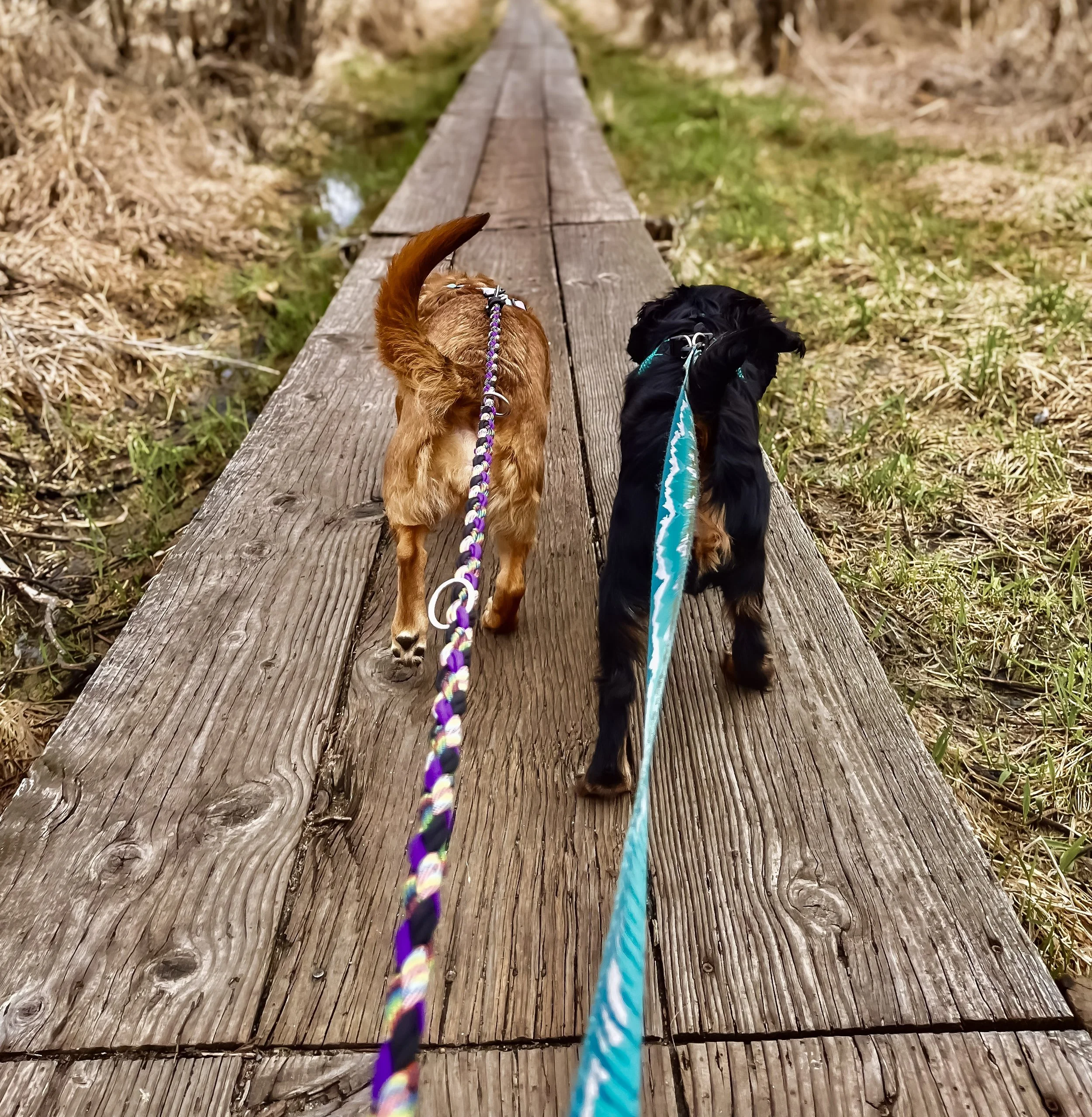 Dog Walks