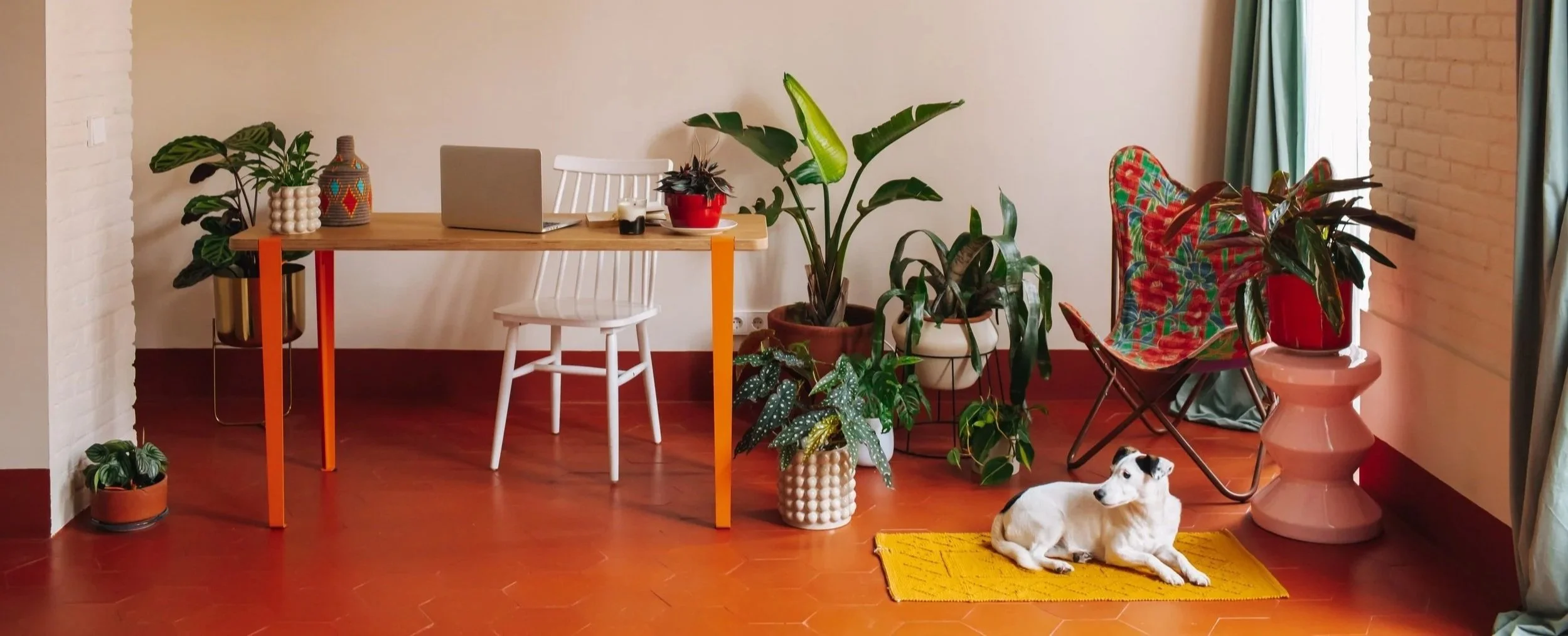 Indoor space with various potted plants, a white chair, colorful butterfly-patterned lounge chair, yellow rug, a dog lying down, and a table with decorative objects and a laptop.