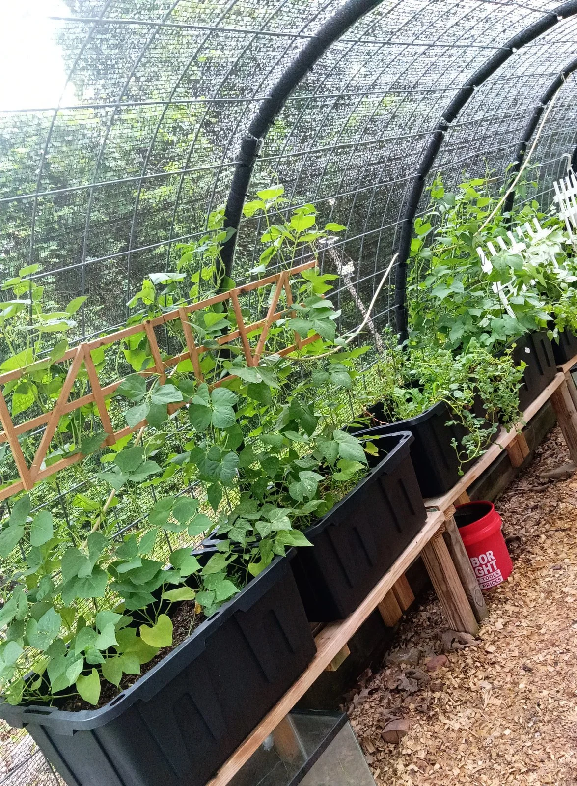 Inside the T-Bone’s Place cattle-panel greenhouse with 27-gallon totes filled with homemade living soil, growing Pinto Beans and Yukon Gold Potatoes.