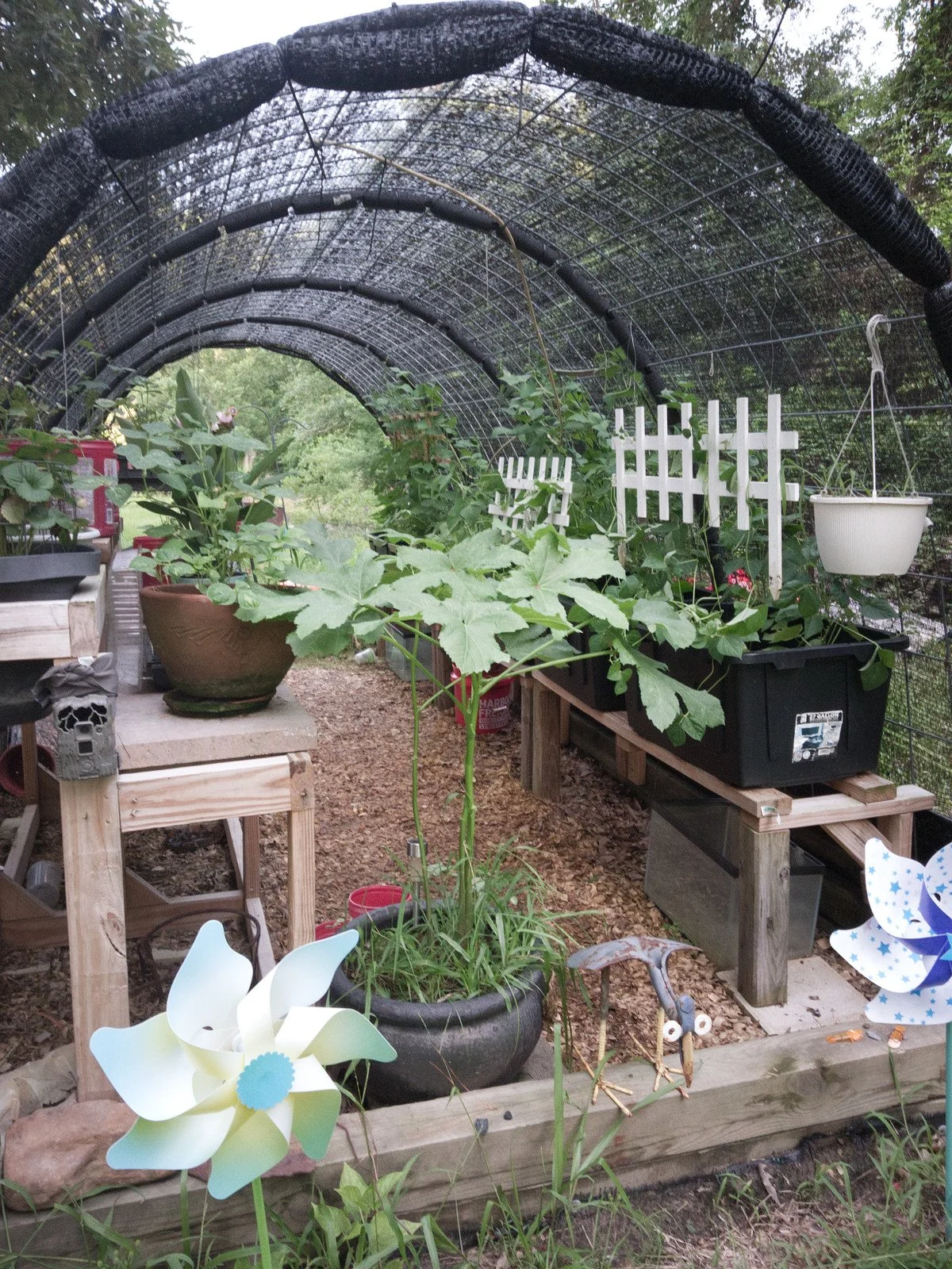 T-Bone’s Place cattle-panel greenhouse raised on stacked 5”x5” beams with raised growing totes and plants inside.