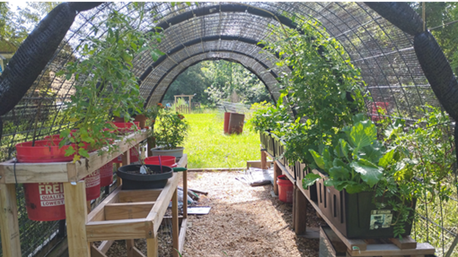 2025 view of the cattle panel greenhouse at T-Bone’s Place with Bountiful Buckets and garden starts growing in farm-made living soil.