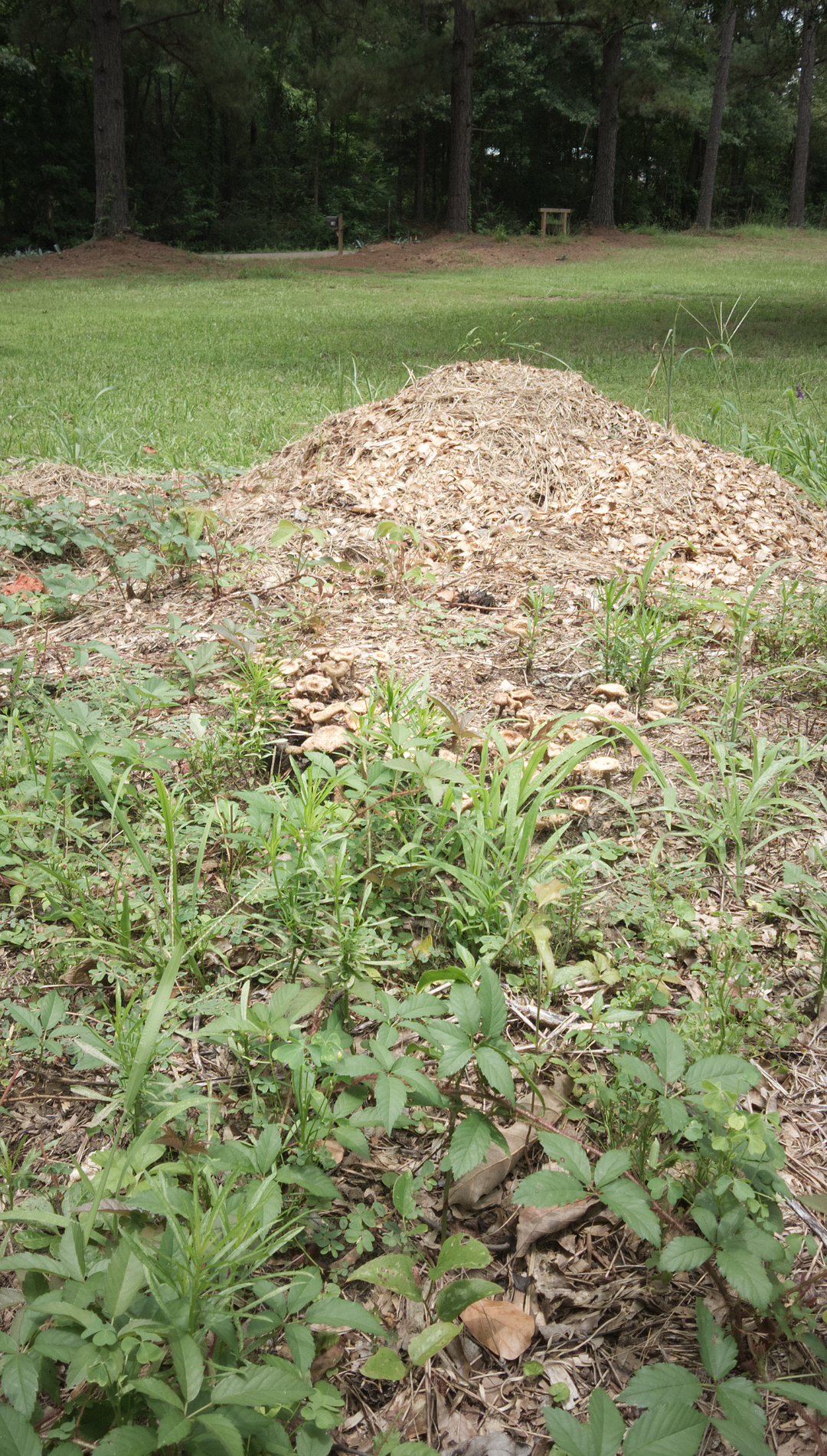 Compost pile at T-Bone’s Place