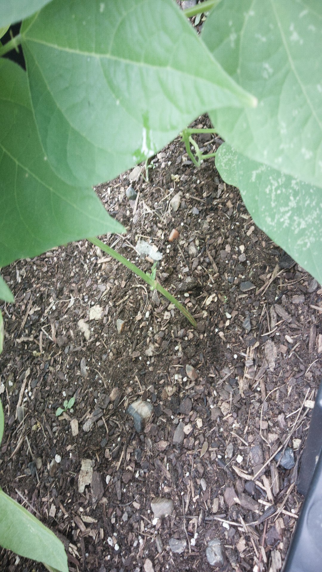 Living soil feeding the plants