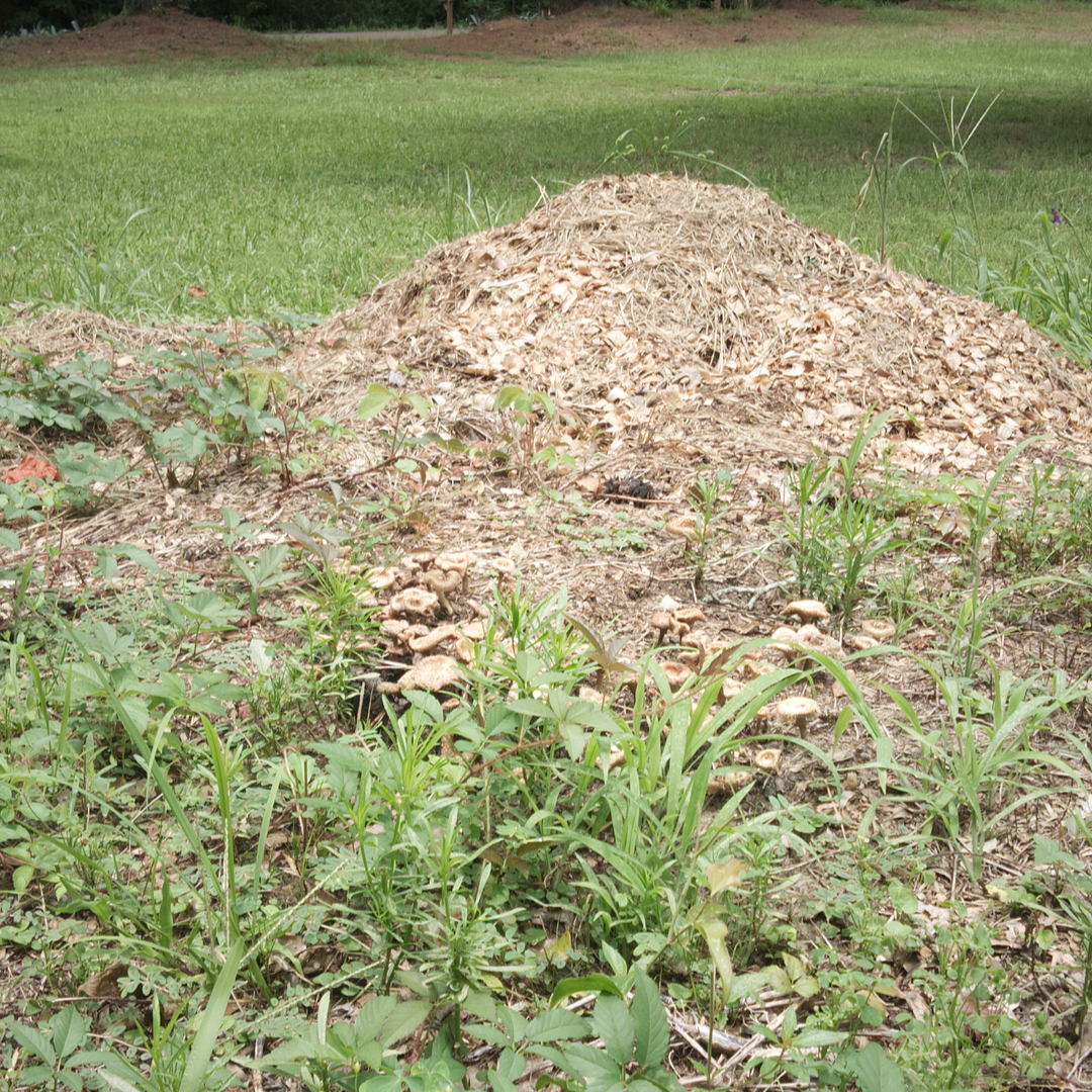 How We Build Living Soil Without Buying Bagged Soil Amendments