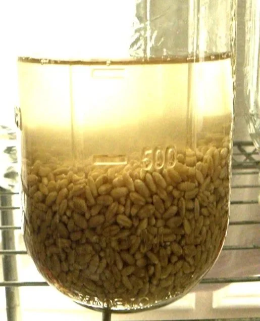 Fodder Seed Freshly Added to Water