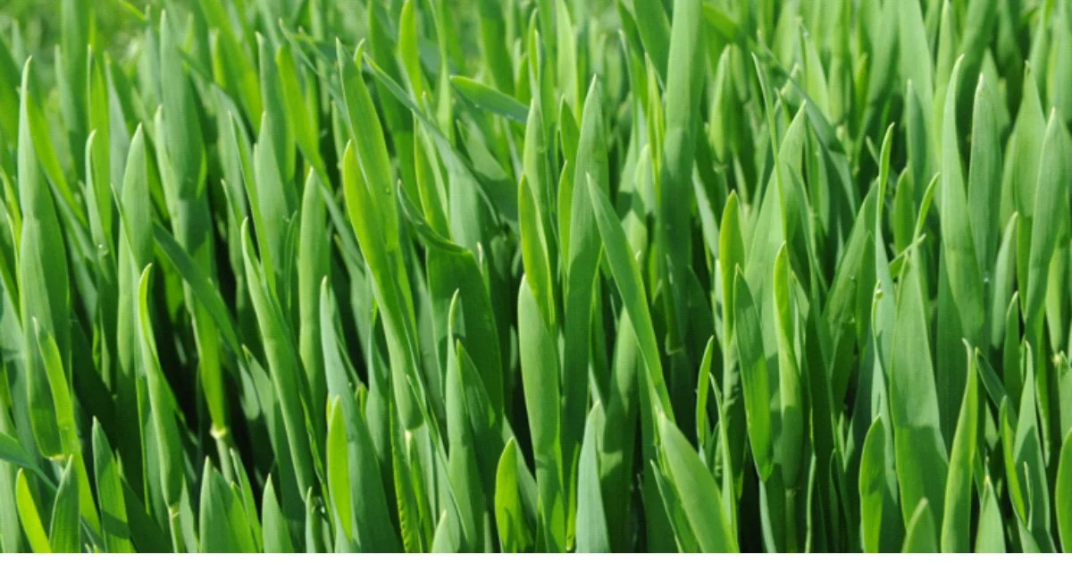 What is Fodder &amp; Why are we growing it?
