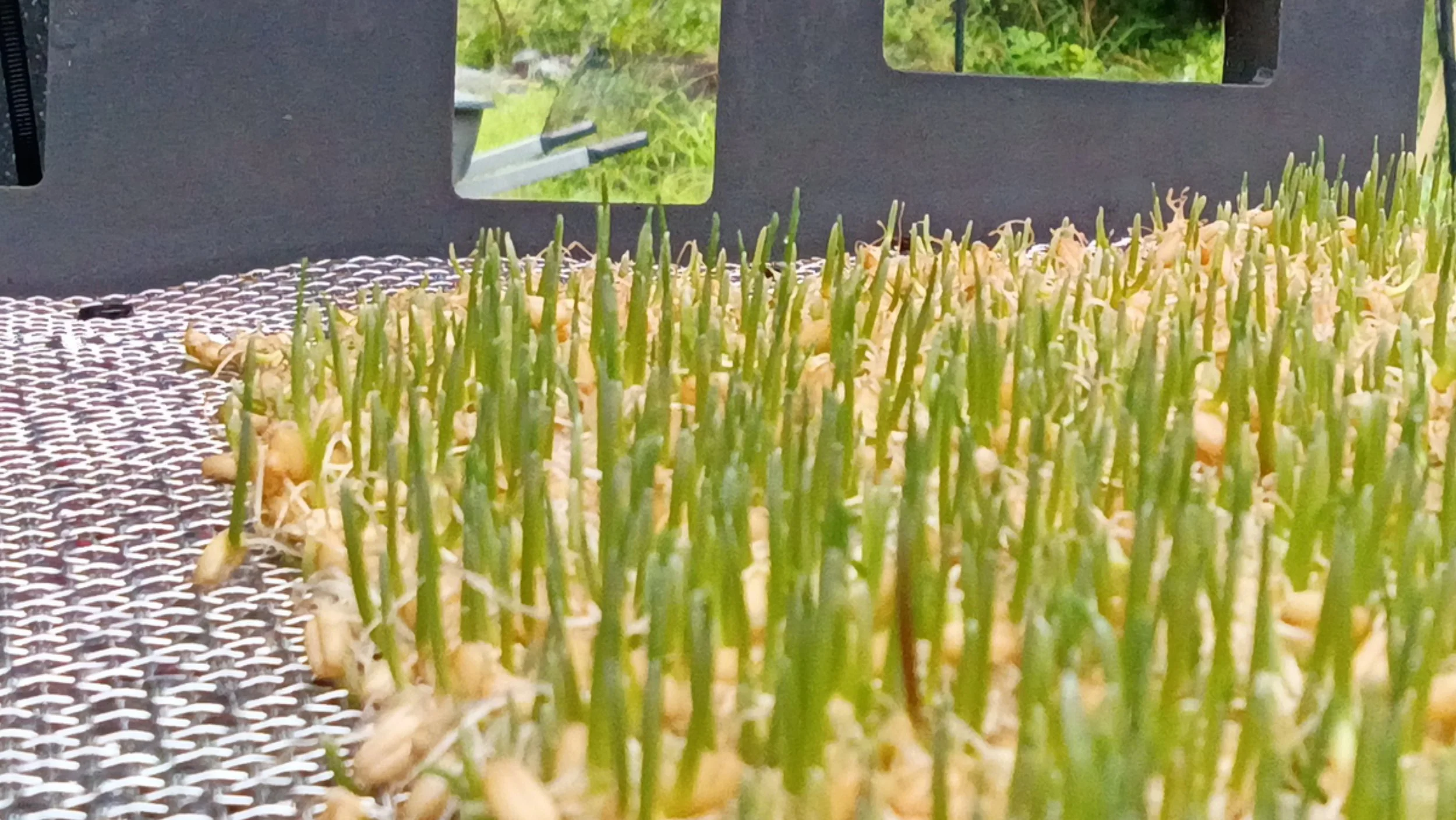 From Jar to Rack: What Happens When Fodder Starts to Sprout