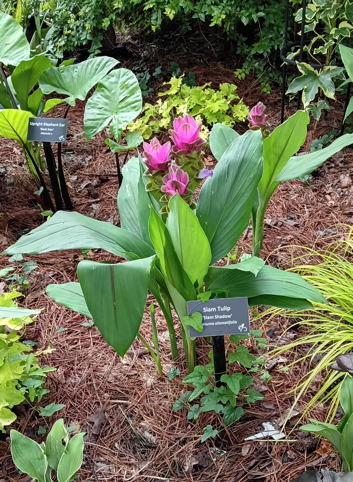 Siam Tulip blooming at the Wood County Arboretum in Quitman, Texas