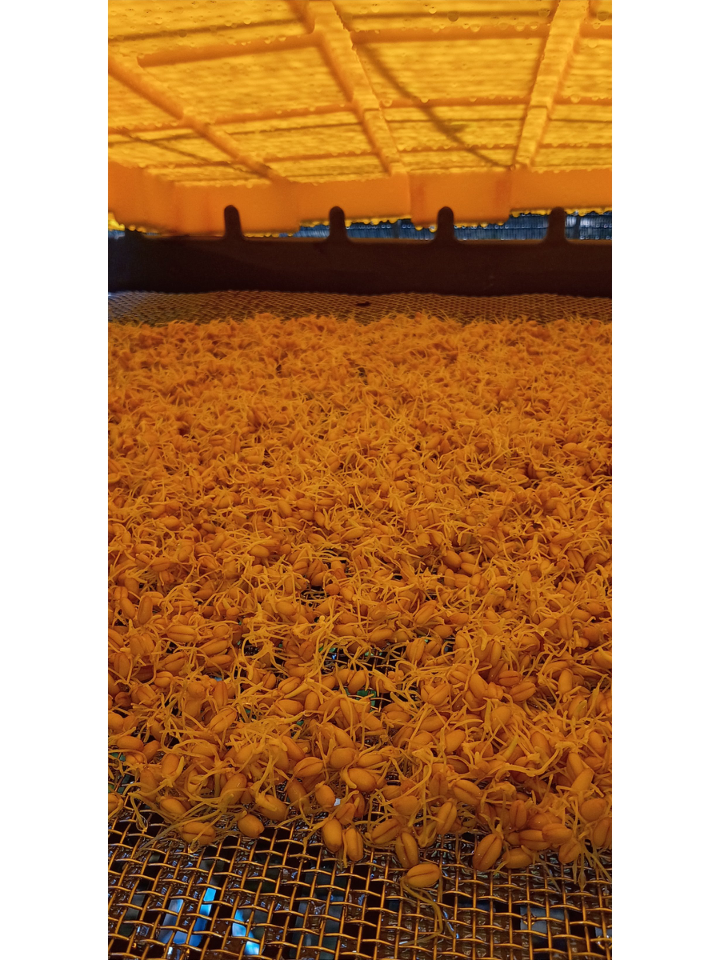 Sprouted hard white wheat berries spread across a metal screen under a loose blackout cover during the early fodder stage at T-Bone’s Place.