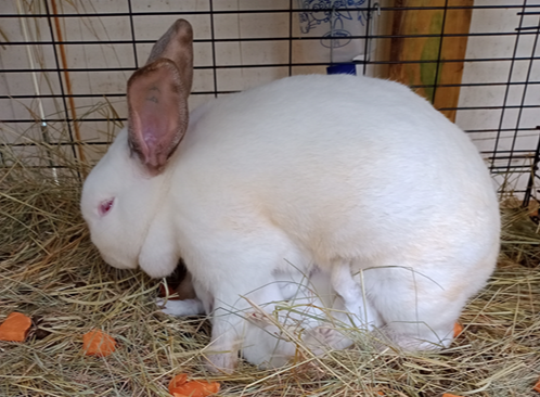 A white rabbit with brown ears inside a cage with hay and small pieces of carrot.