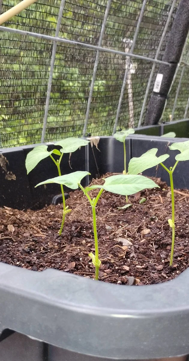 TBONESPLACE_Beans_growing-social-sharing.jpg