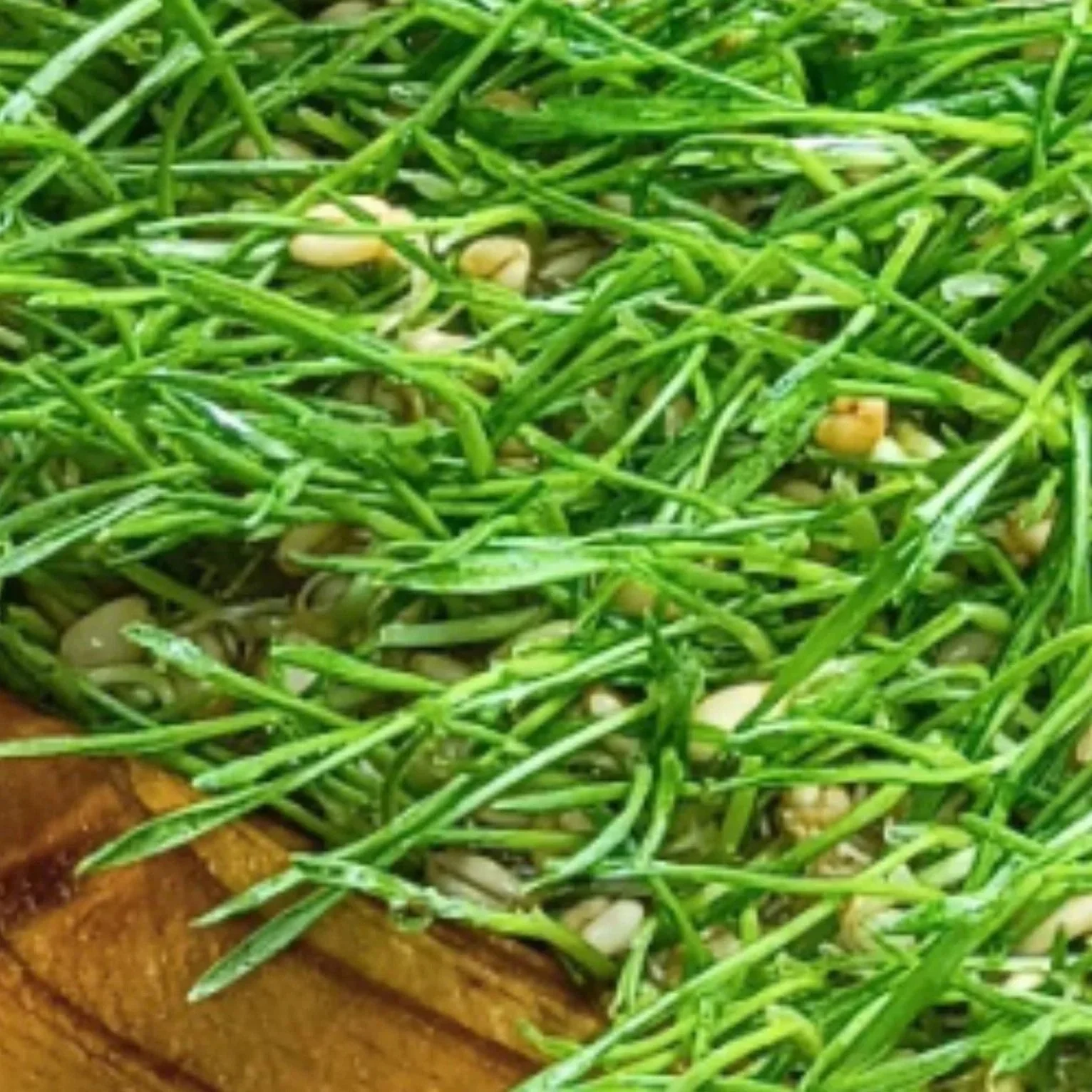 Young wheat fodder sprouts grown by T-Bone’s Place for our rabbits