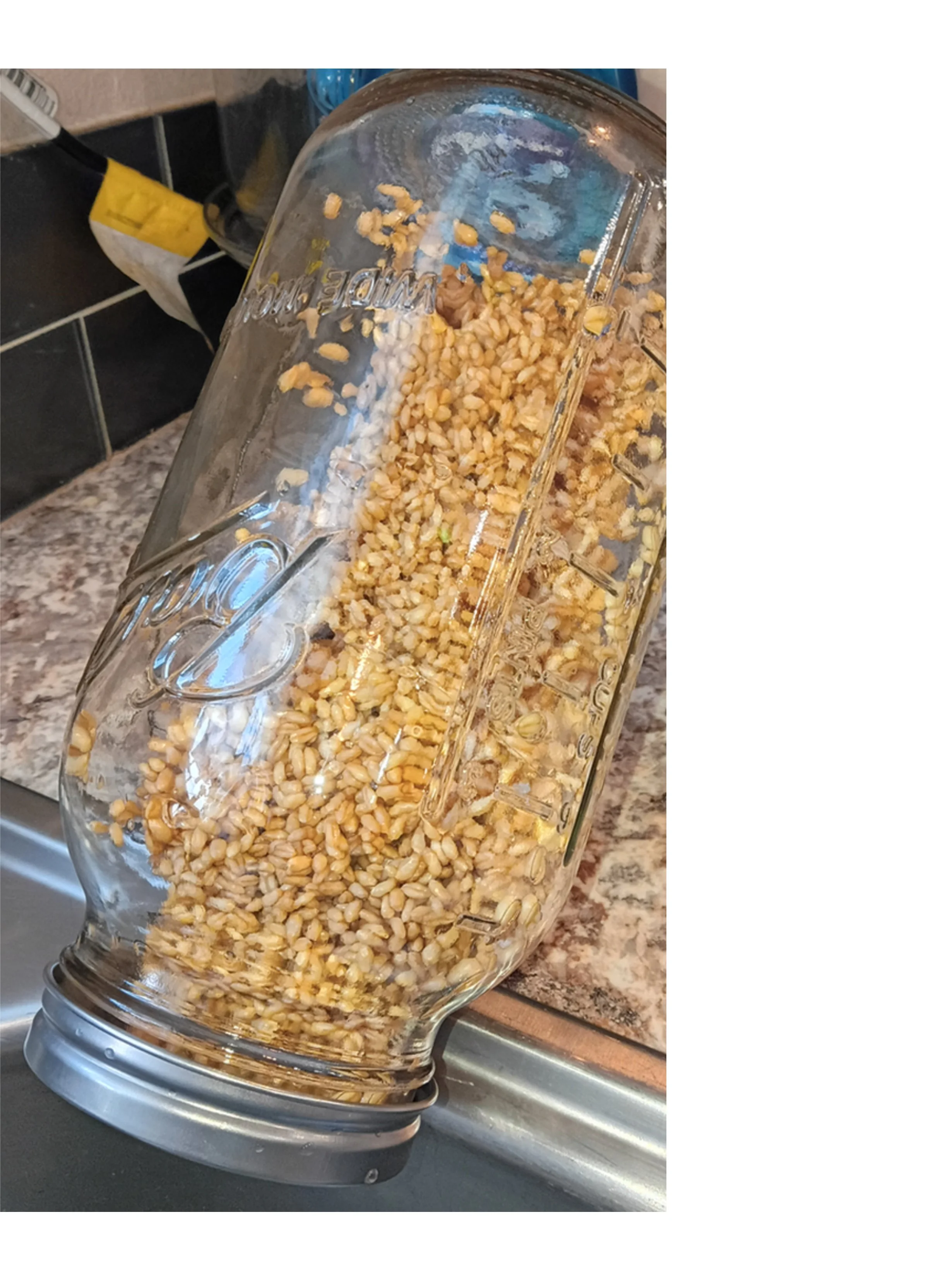 Hard white wheat berries draining in a half-gallon mason jar with a sprouting lid near the kitchen sink at T-Bone’s Place.