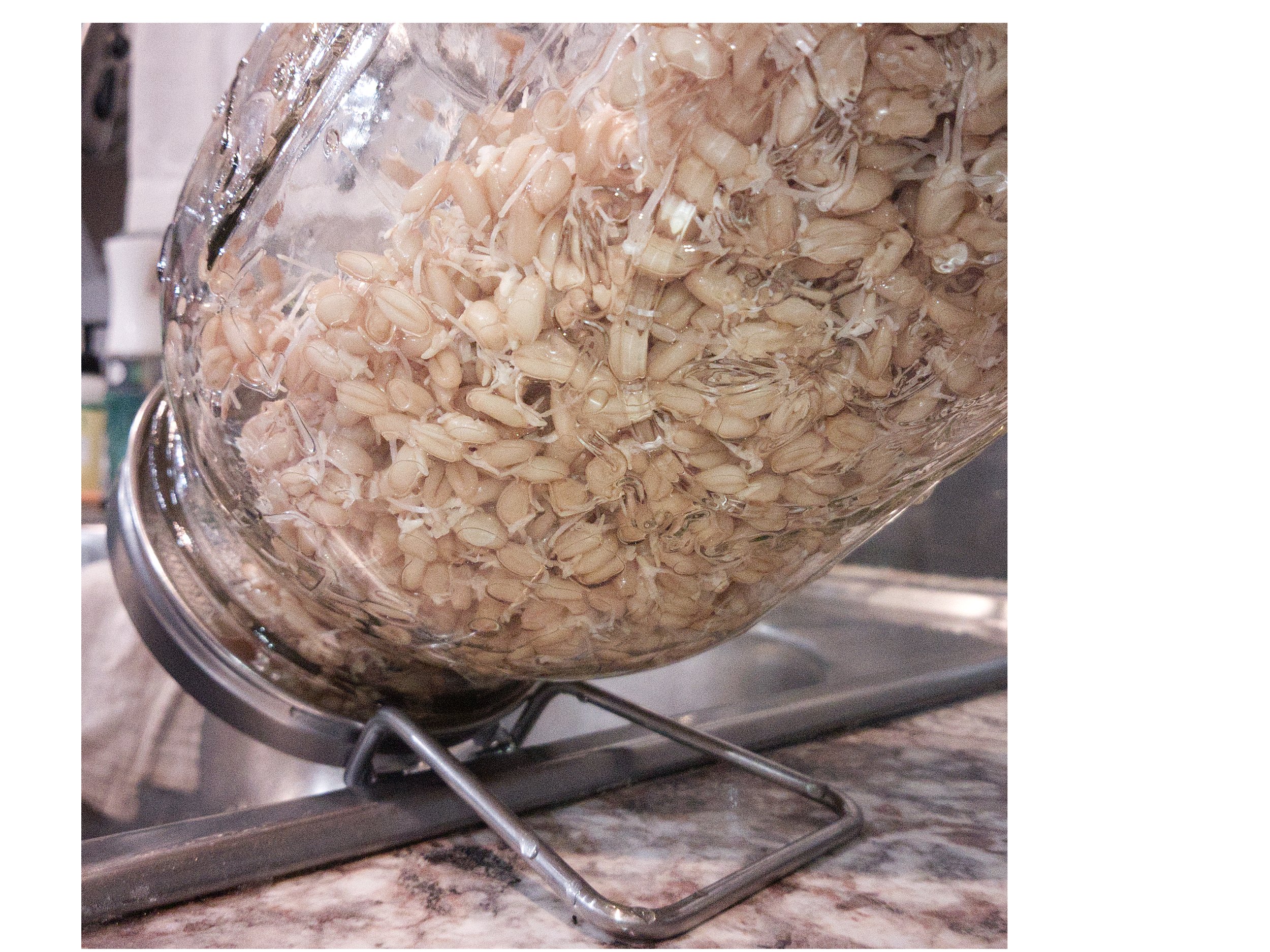 Hard white wheat berries sprouting in a half-gallon mason jar propped at an angle near the sink so excess water can drain through the sprouting lid.