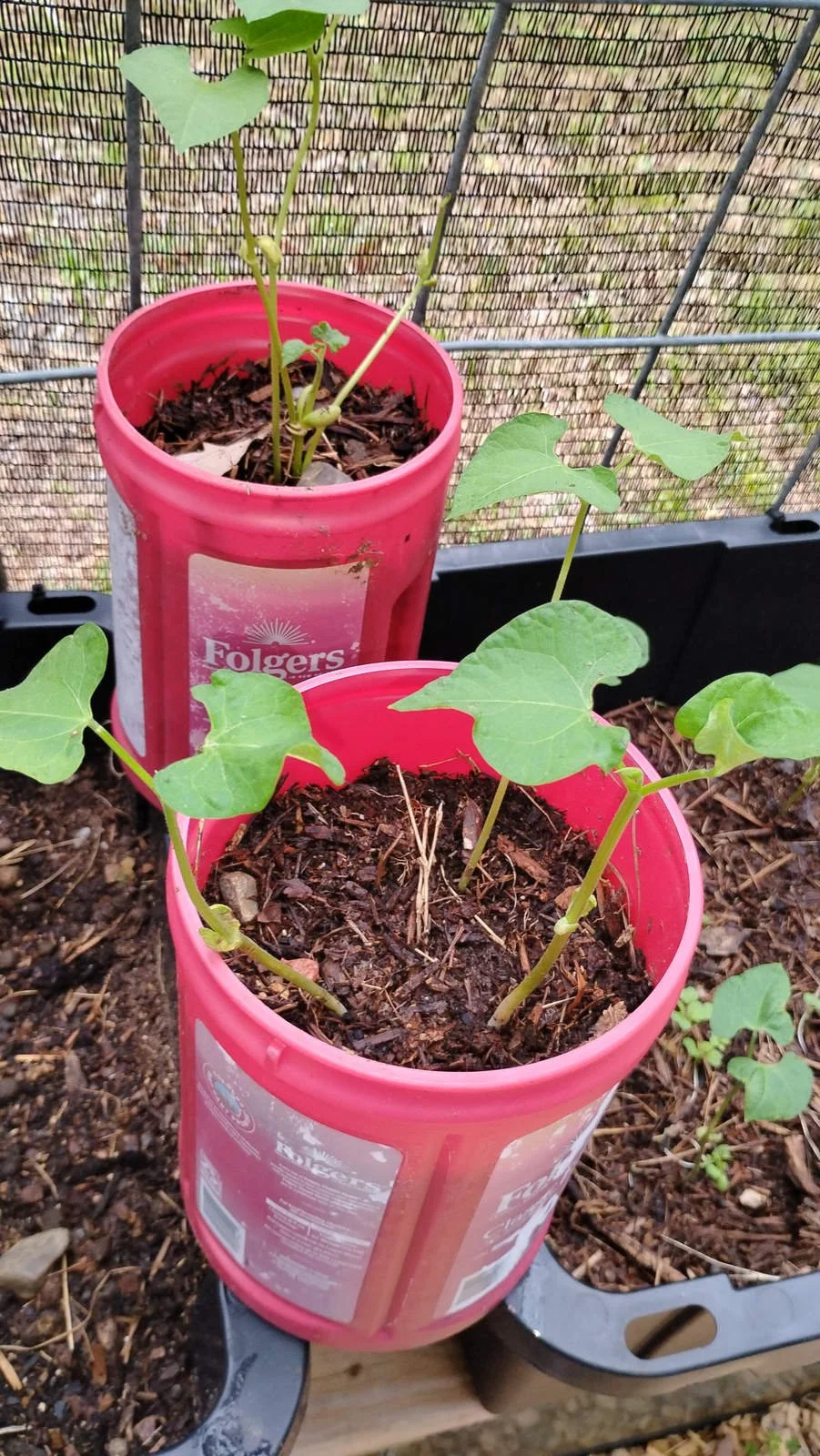 TBONESPLACE_Bucket_Beans.jpg