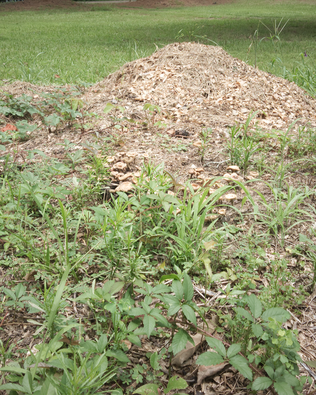 Working compost pile at T-Bone’s Place made from rabbit bedding, hay, feed waste, and farmstead organic material for building living soil.