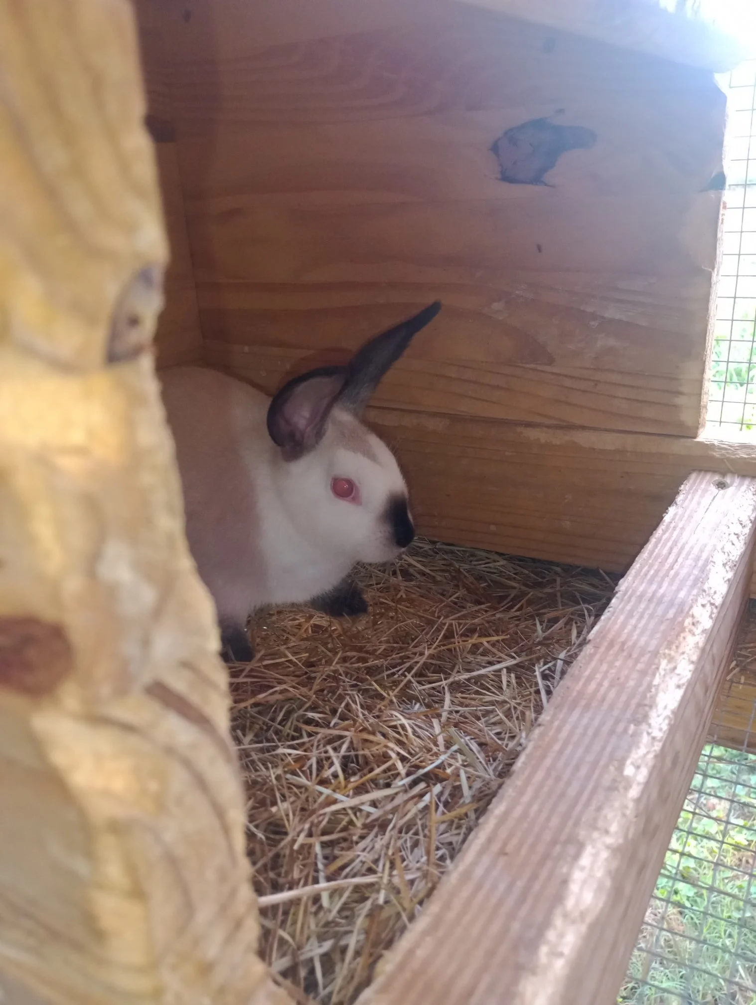 Arnold the rabbit at T‑Bone’s Place sitting in his wooden box, part of our everyday homestead life and rabbit program