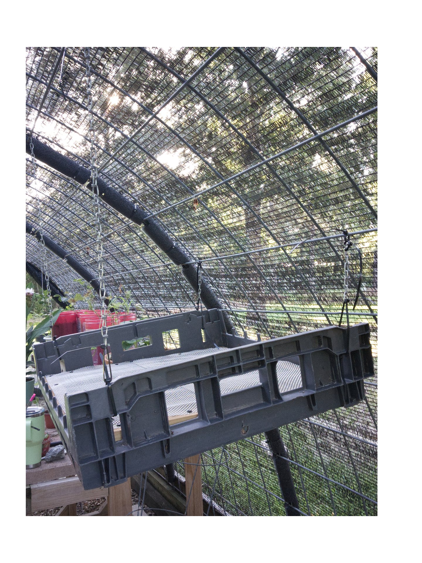 Repurposed bread tray hanging as a fodder rack inside the greenhouse at T-Bone’s Place.