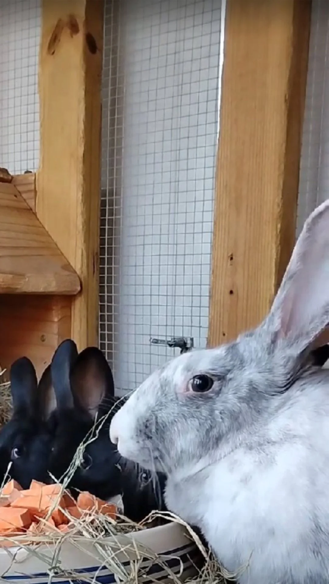 Rabbits eating hay inside a homestead rabbit hutch.