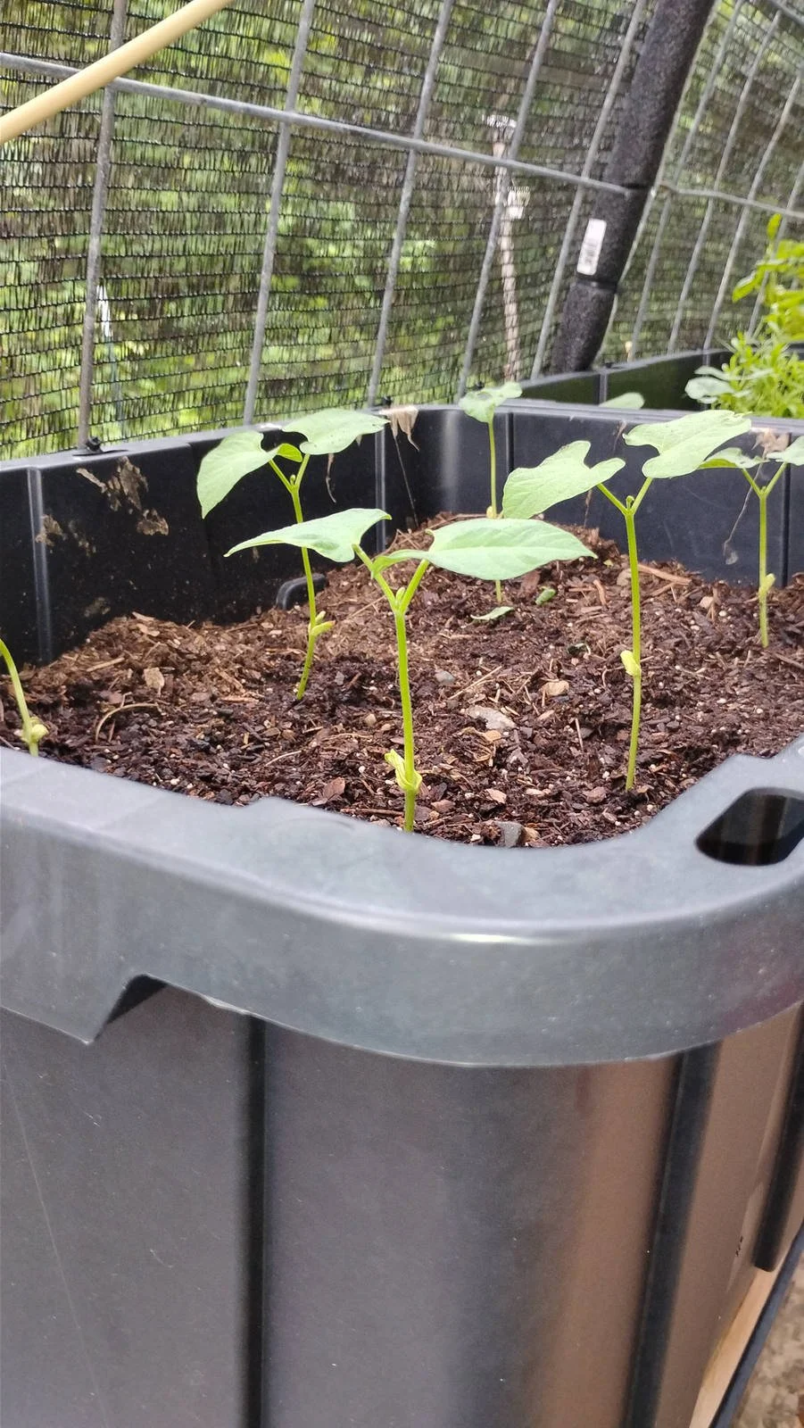 TBONESPLACE_Beans_growing.jpg