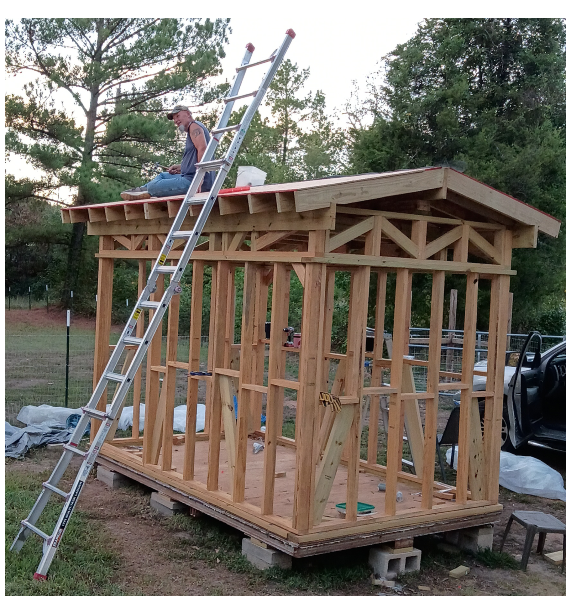 T-Bone sits on the partially finished Tool Shed roof above exposed wooden wall framing, with an extension ladder leaning against the front and trees surrounding the project.