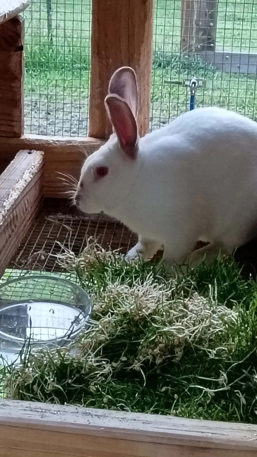 Californian rabbit Arnold standing beside a pile of fresh Day-3 wheat fodder in his enclosure at T-Bone’s Place.