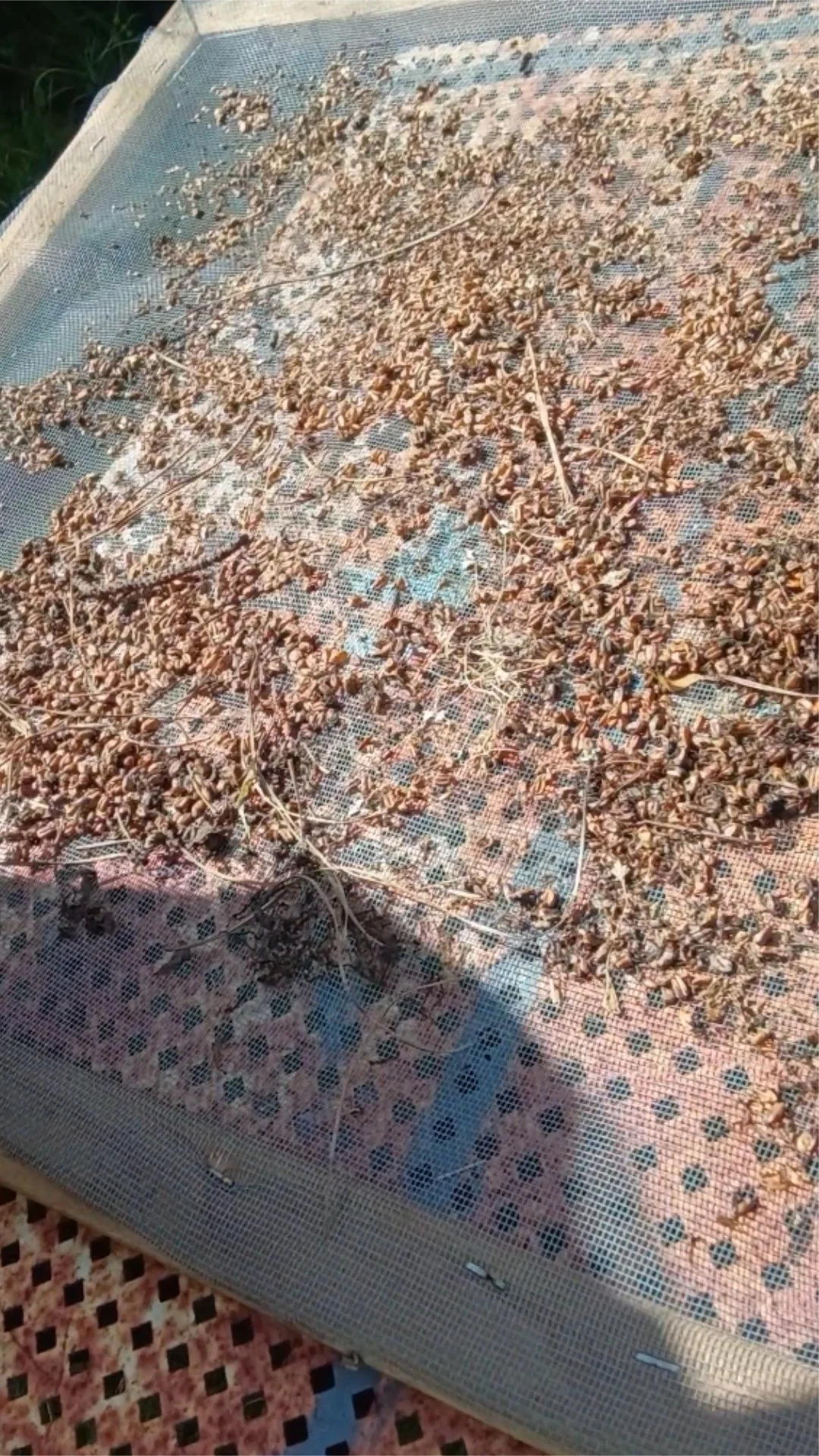 First window-screen fodder rack attempt showing wheat berries pooled in the center, where standing water led to mold instead of fodder.