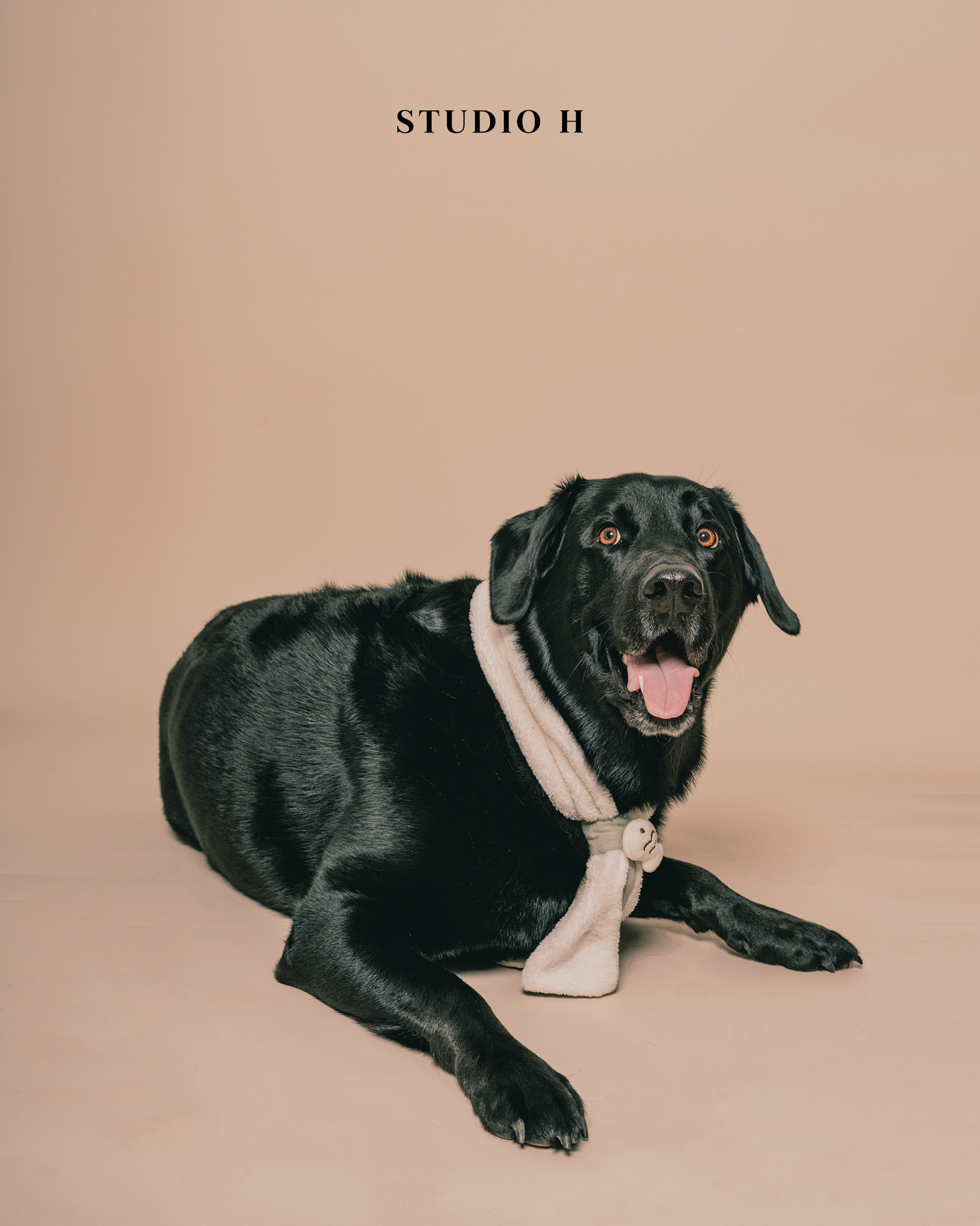 A black Labrador Retriever dog lying on a beige surface with a beige background, wearing a cream-colored fleece scarf. The dog is looking directly at the camera with its mouth open and tongue out. The text "STUDIO H" appears on the upper left corner 