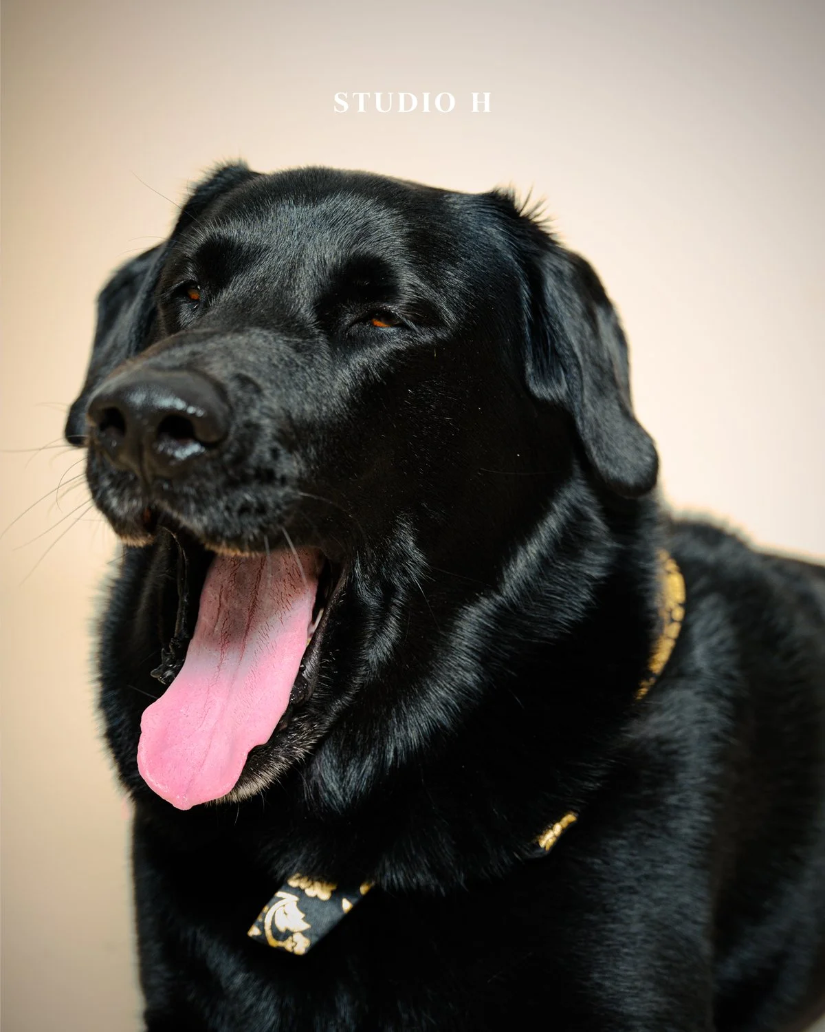 Close-up of a yawning black dog with a patterned collar against a plain background, with the text 'STUDIO H' above its head.