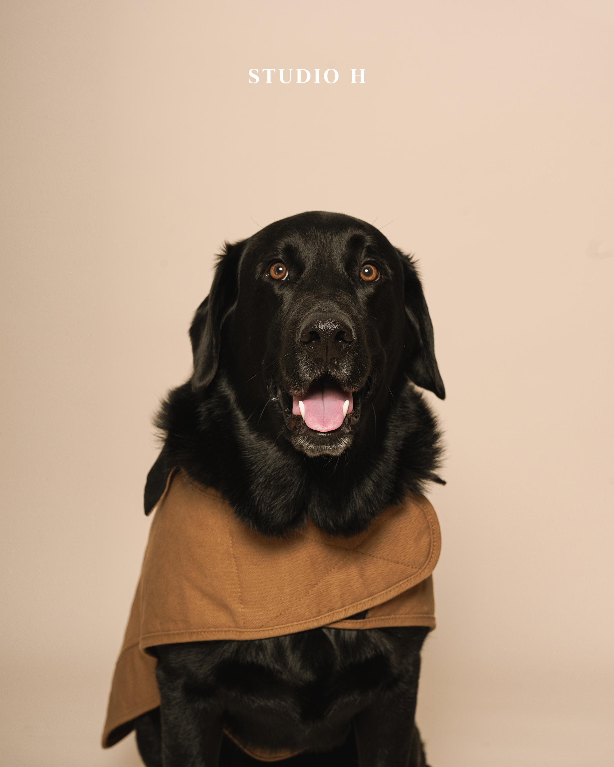 A black dog, wearing a brown jacket, looking at the camera with an open mouth, ears flopped, and orange eyes. The background is plain and light-colored. The text 'STUDIO H' appears above the dog.