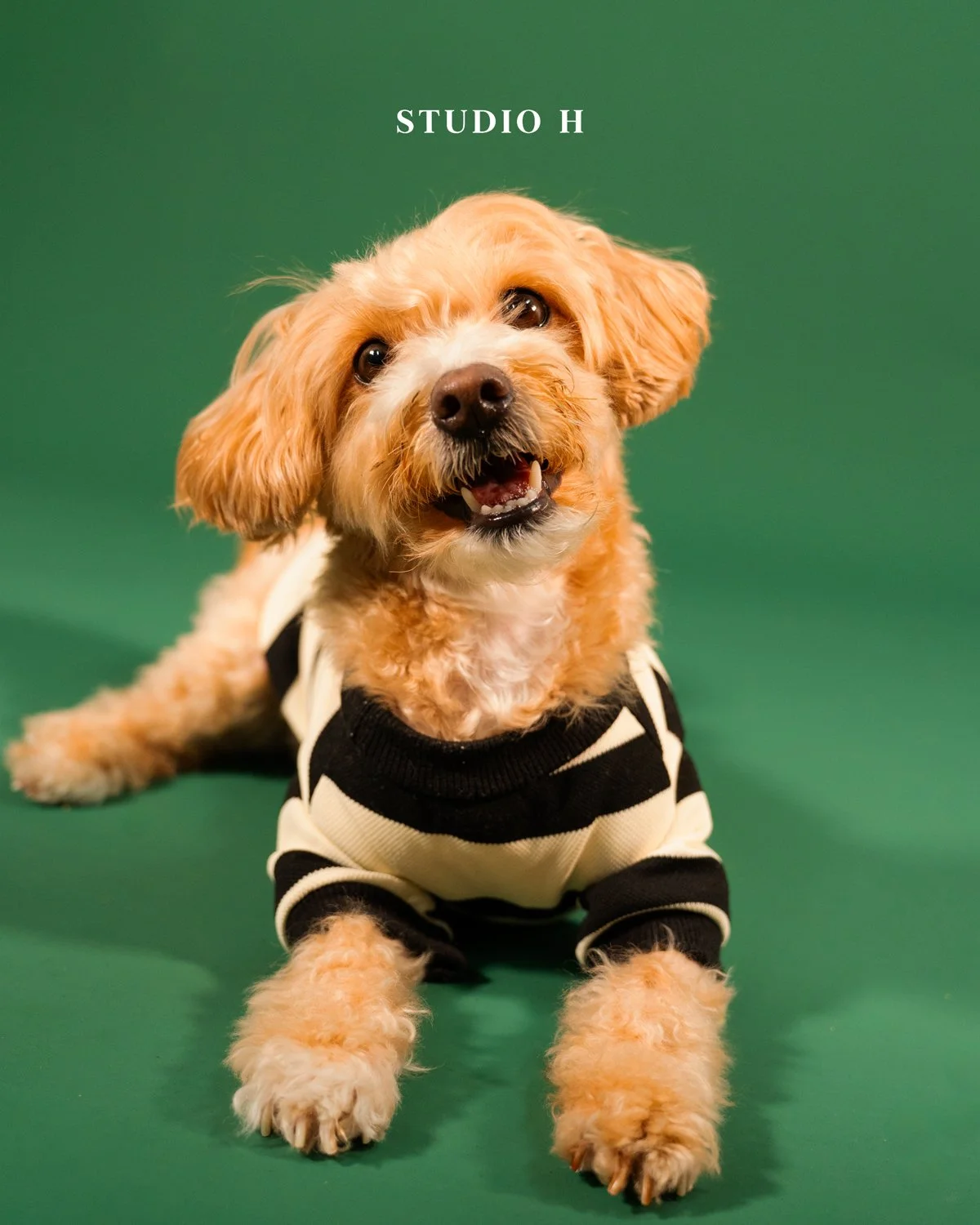 A cute dog wearing a black and white striped shirt sitting on a green background with the text 'STUDIO H' above its head.